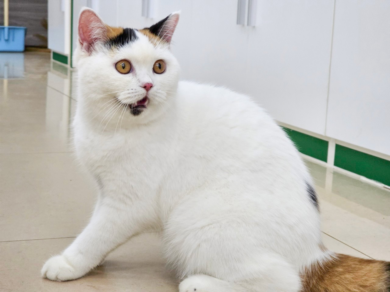 Sawasdirad hippy-hippo potamus