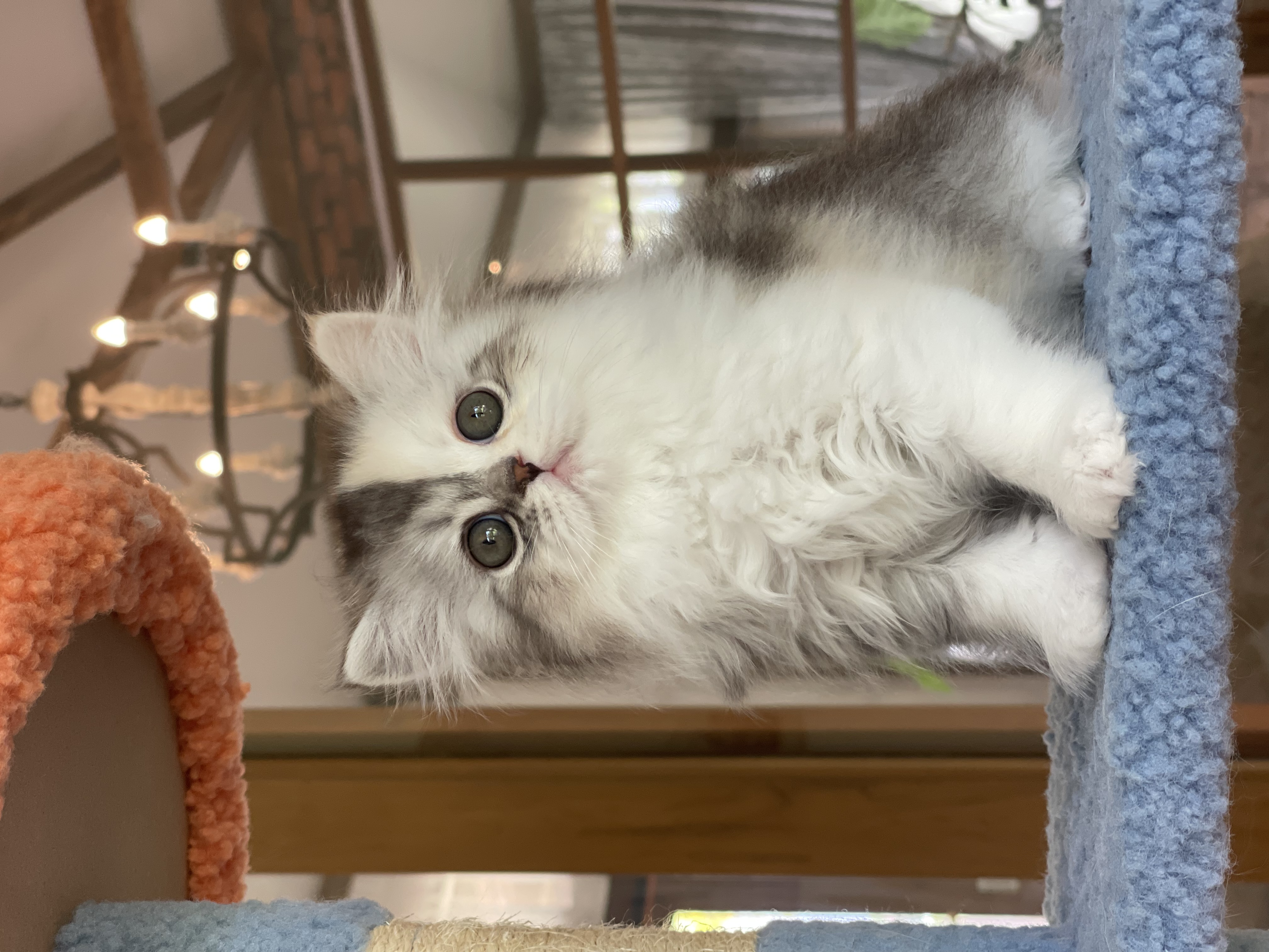 KCH. Forever Young Hush*TH