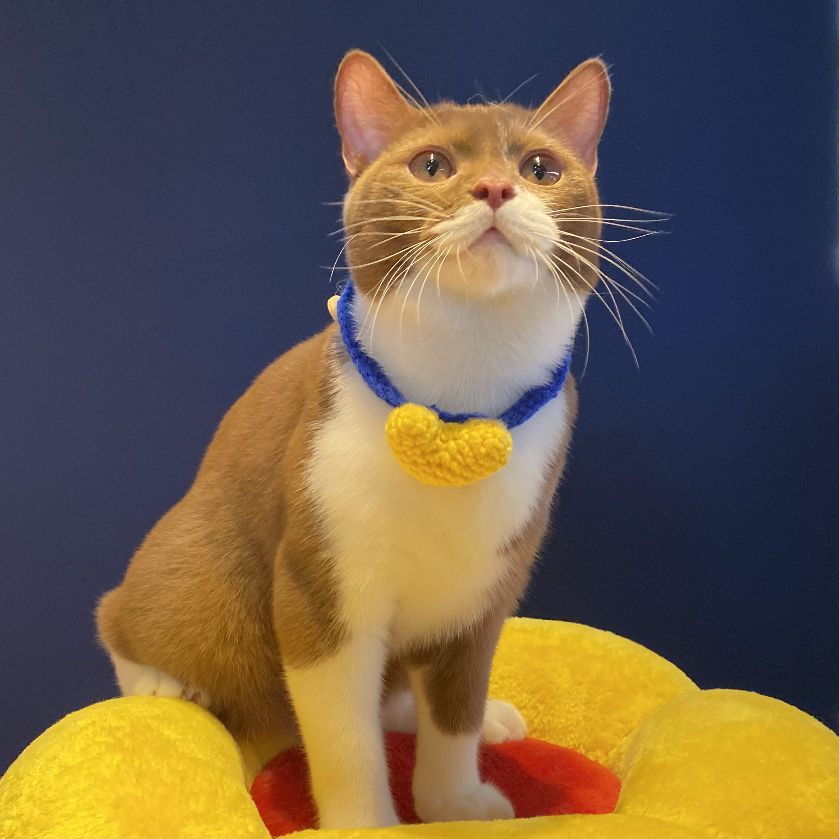 Dsalmon of Huggy Cuddle