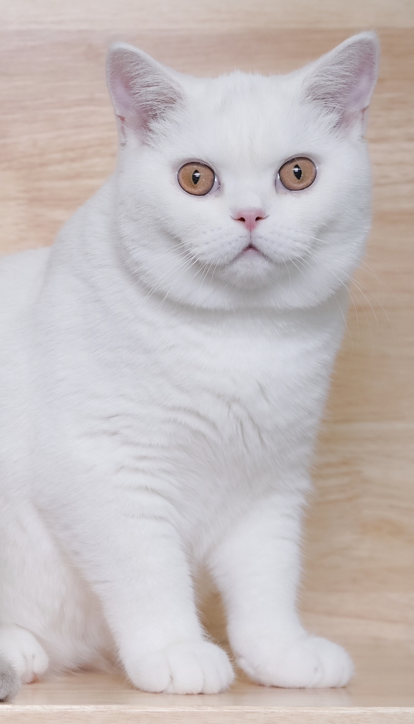 Delan Antler Genesis