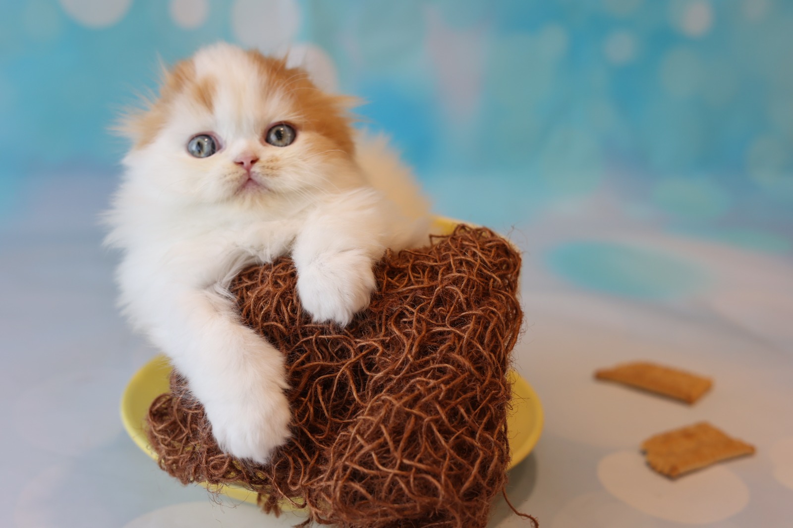 Hello Pretty Charlie