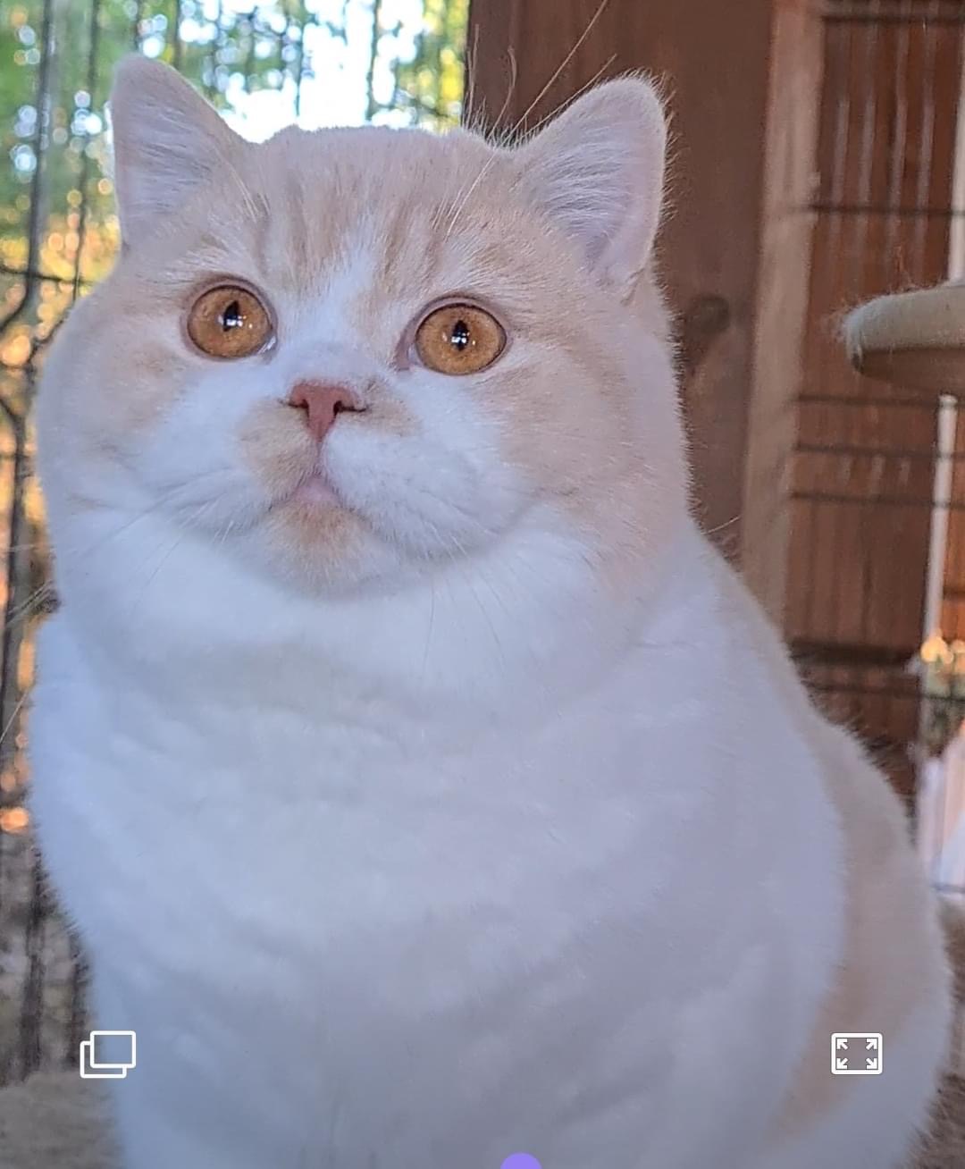 Gabriel of Kotoffski