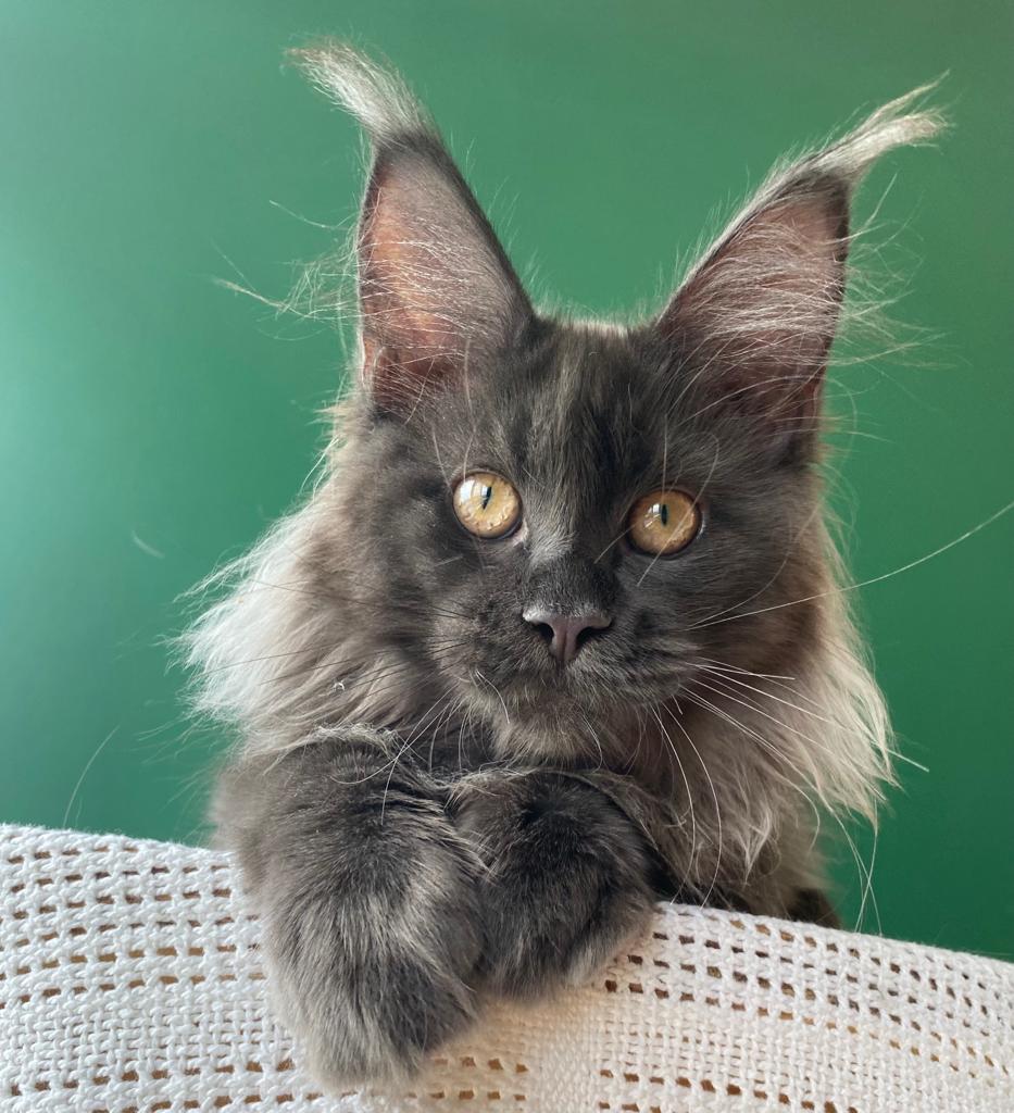 Legendarium Temperance