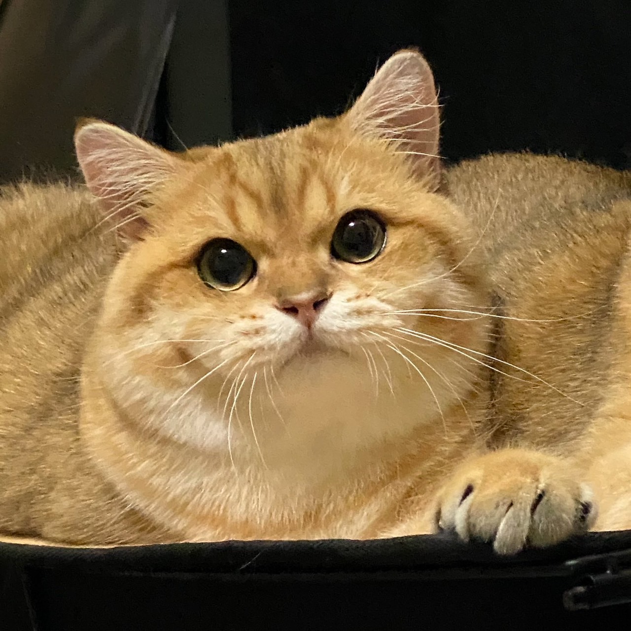 Angelic Dynasty Loufu