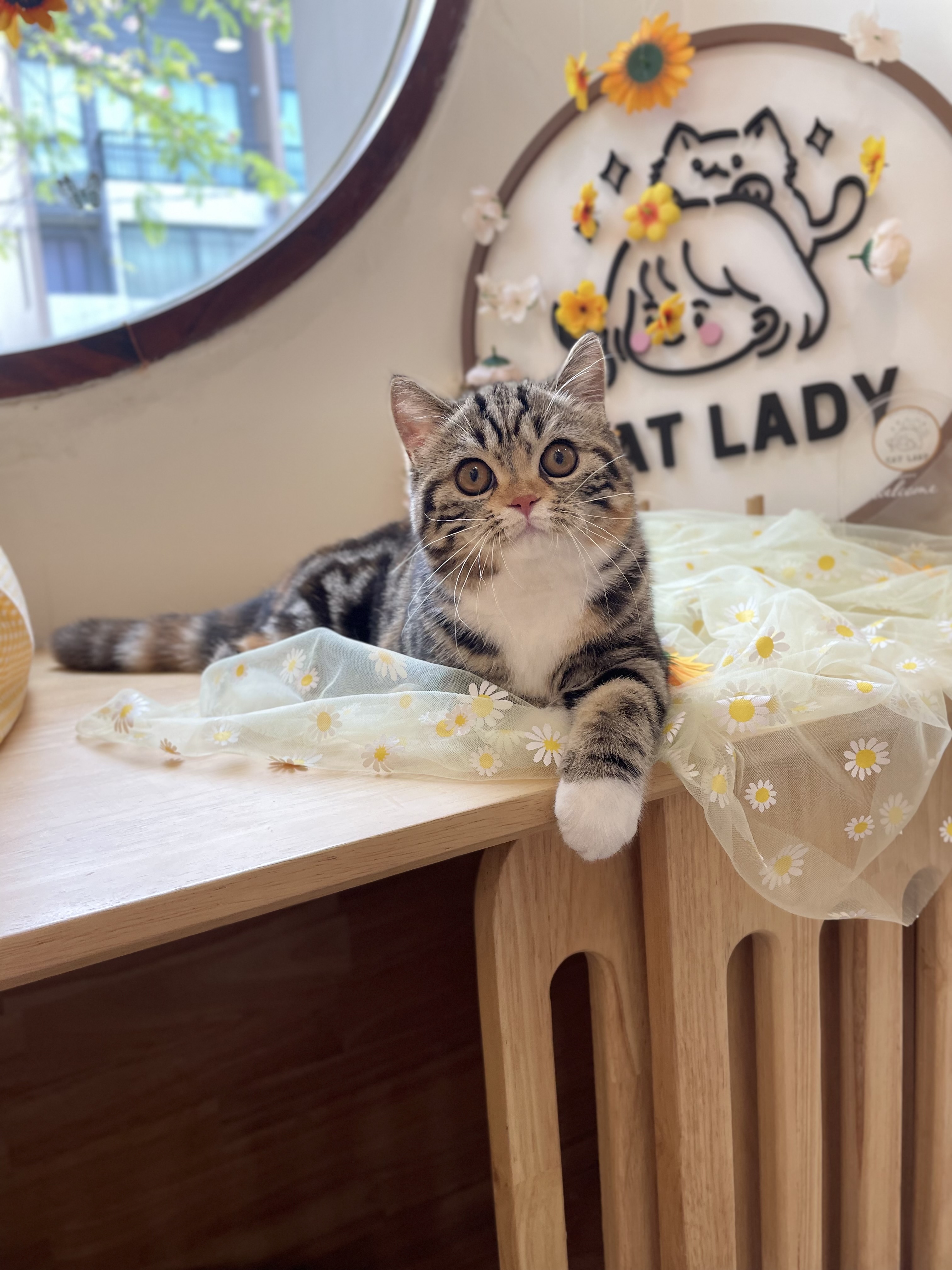Purry Pie’s Eternal Sunshine