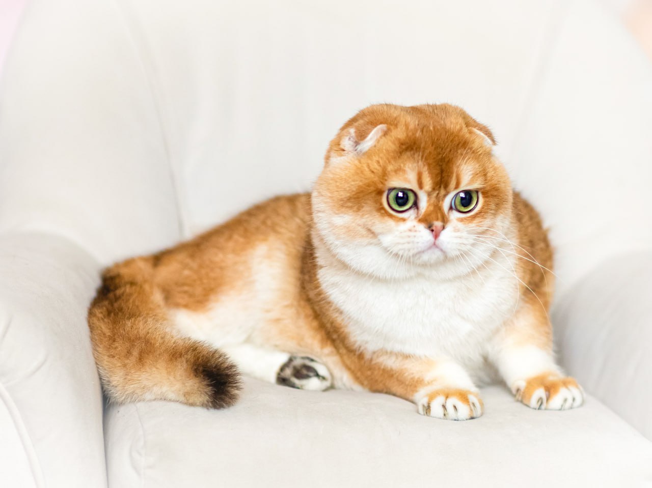 CH. Riddick Alba Rock