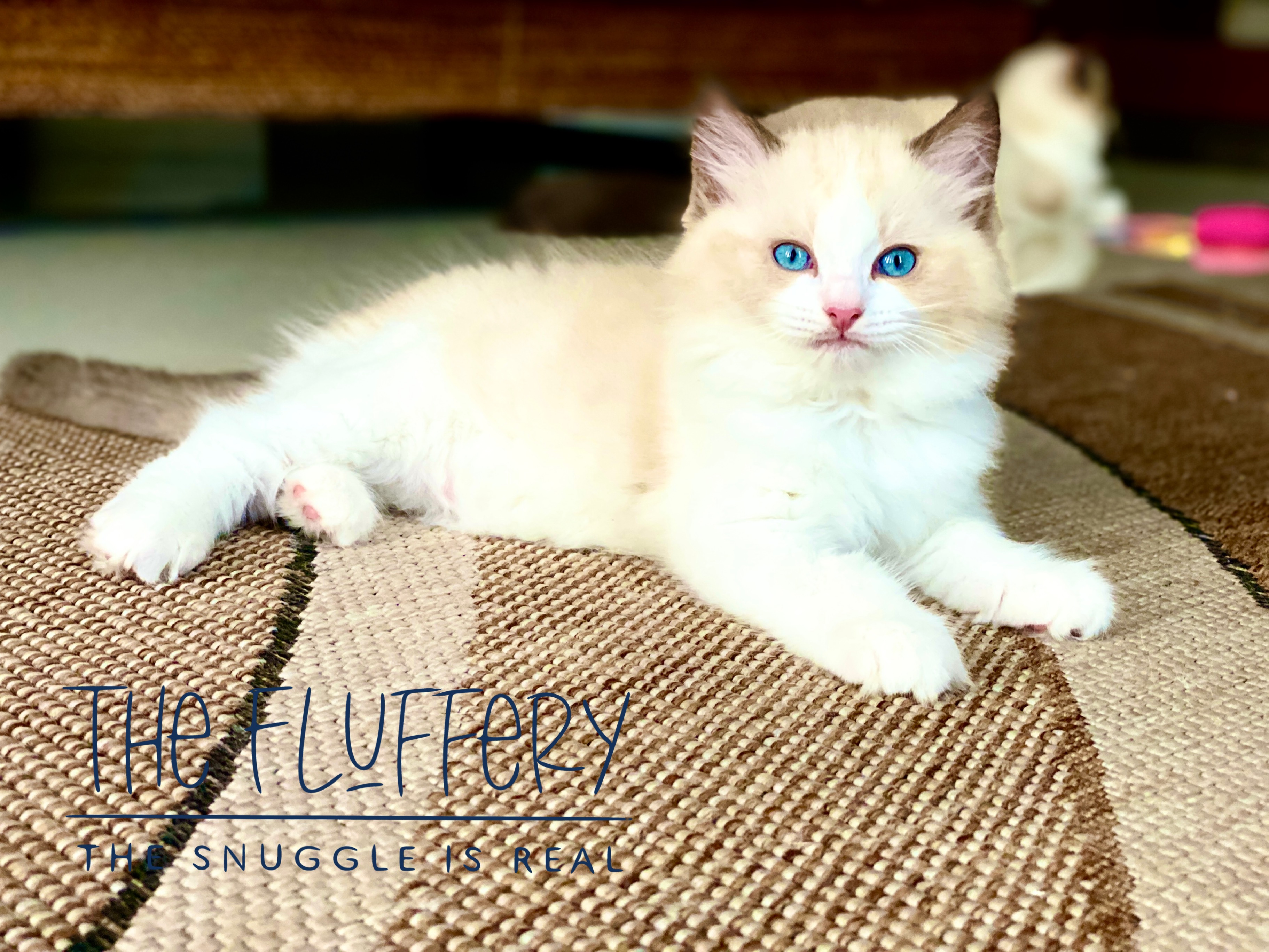 KCH. Drax of The Fluffery