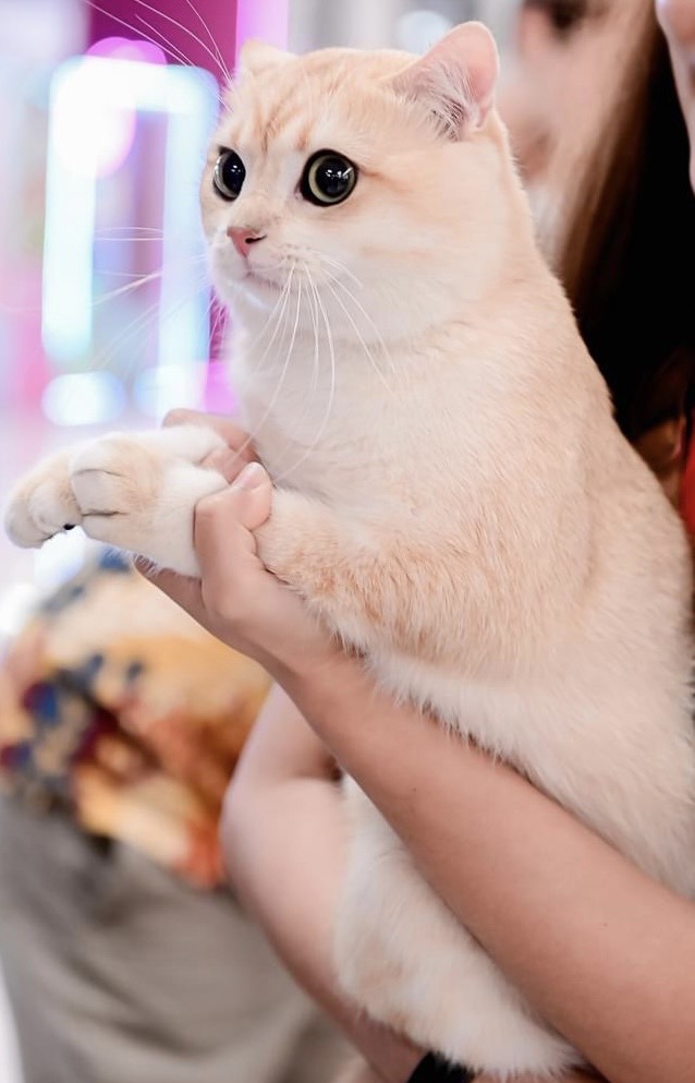 Copper Ajumma Castle