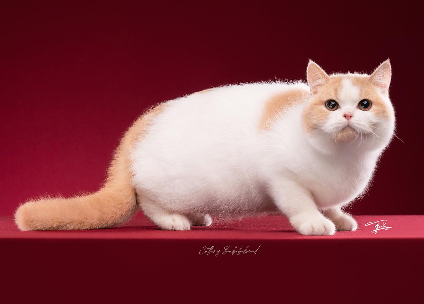 Zefirca Angels Shelter*RU