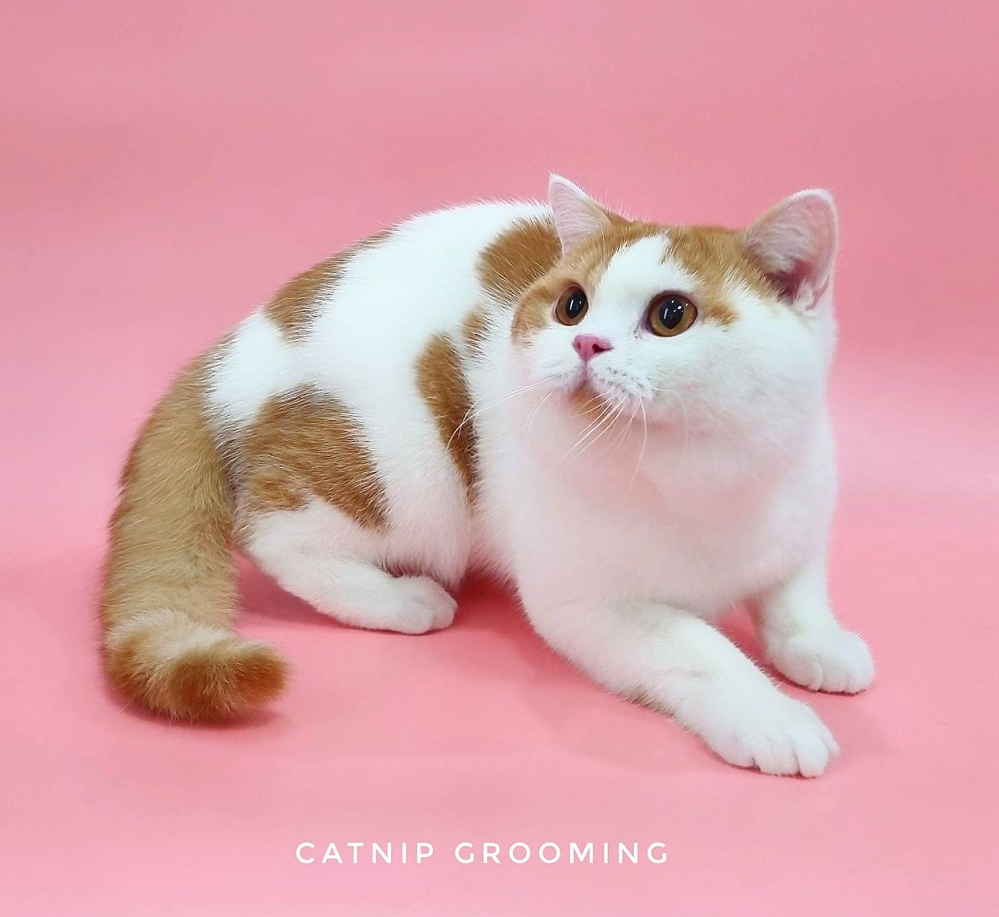 Chubby shokun make a wish