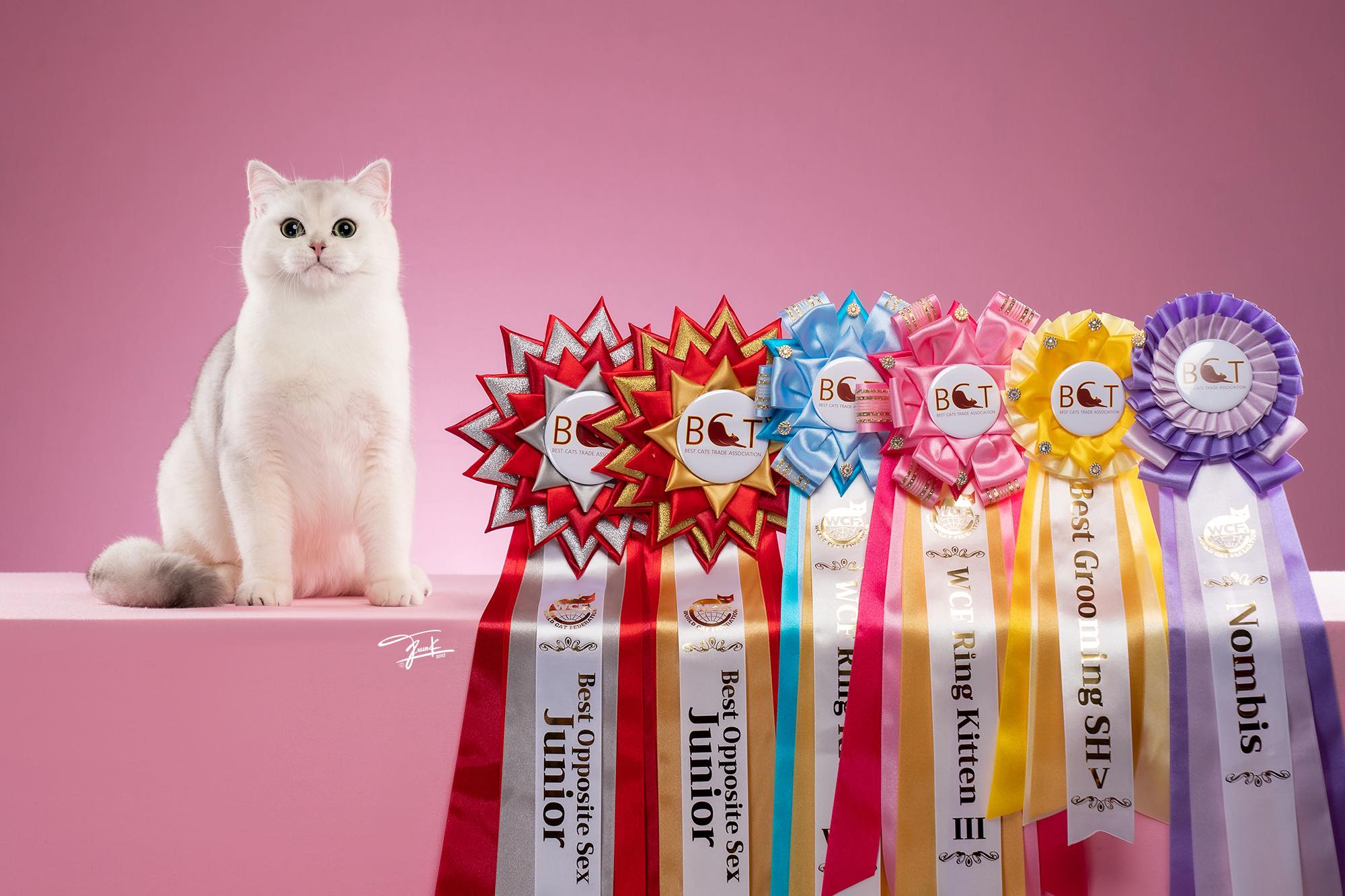 JCH. Chubby NK's Carwyn Jirarat