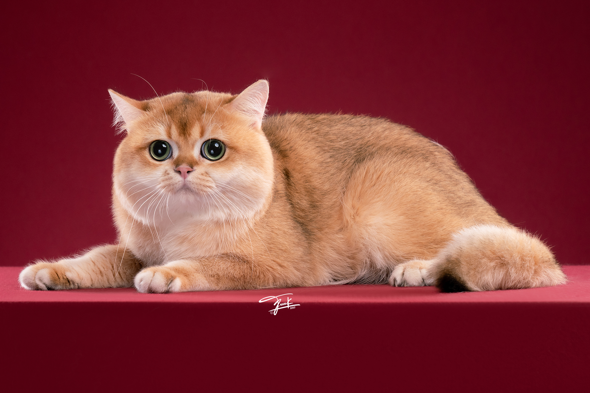 CH. House Charlemagne Austin