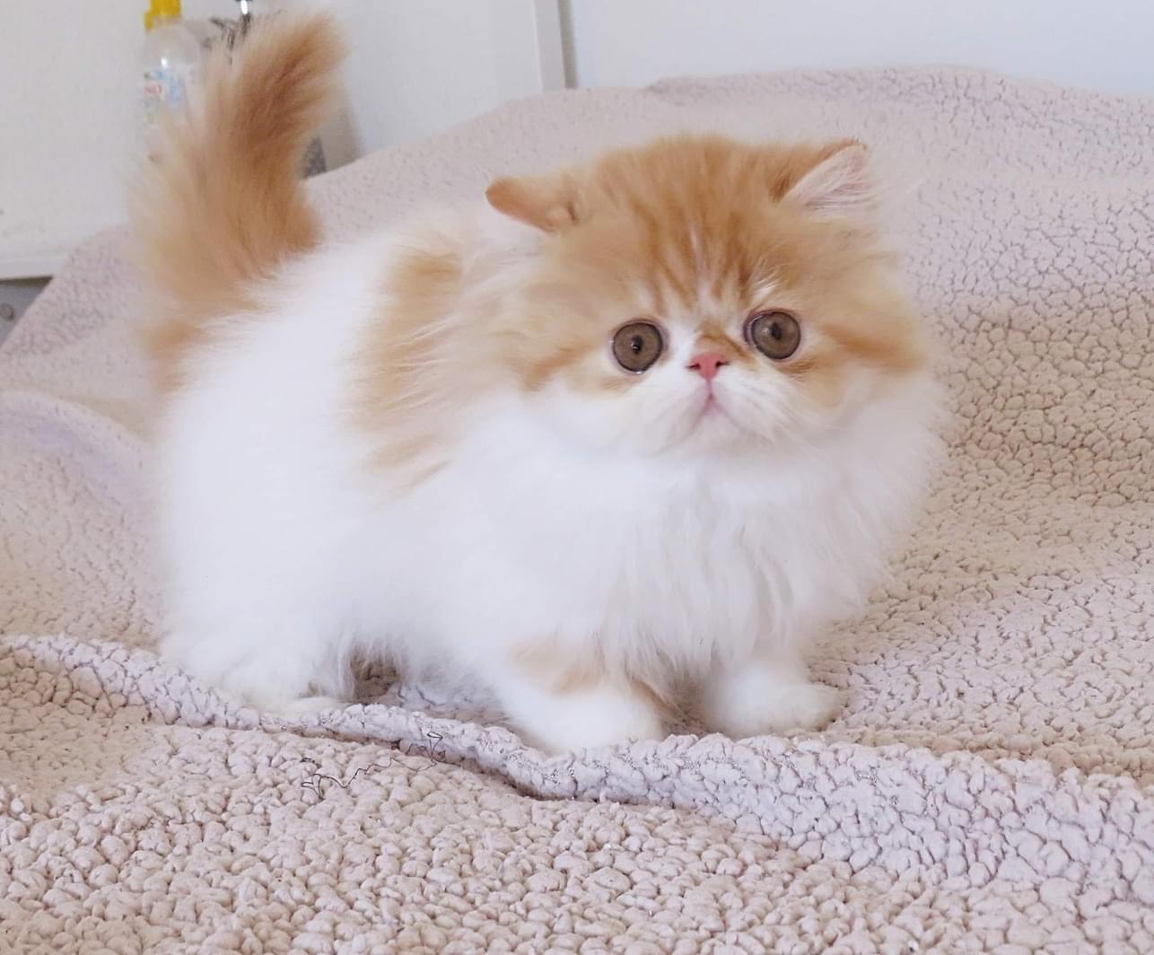 Shartilda Miss Seelie of Lumano