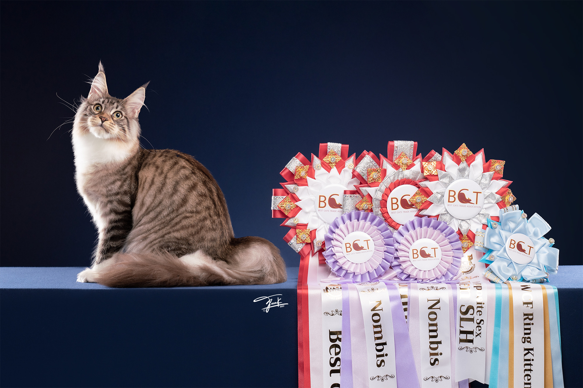KCH. Bambalina Beauty Tigercooncat TH