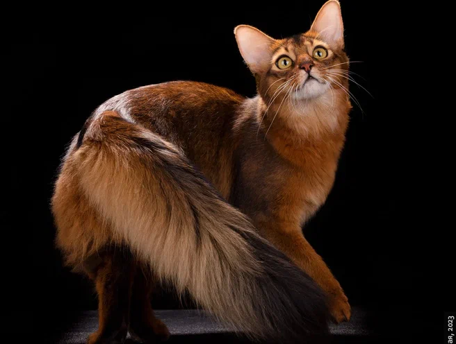 JCH. Glowing Shambhala Alrik