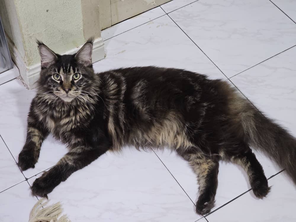 CH. Megatizz Katz Peaky Blinder