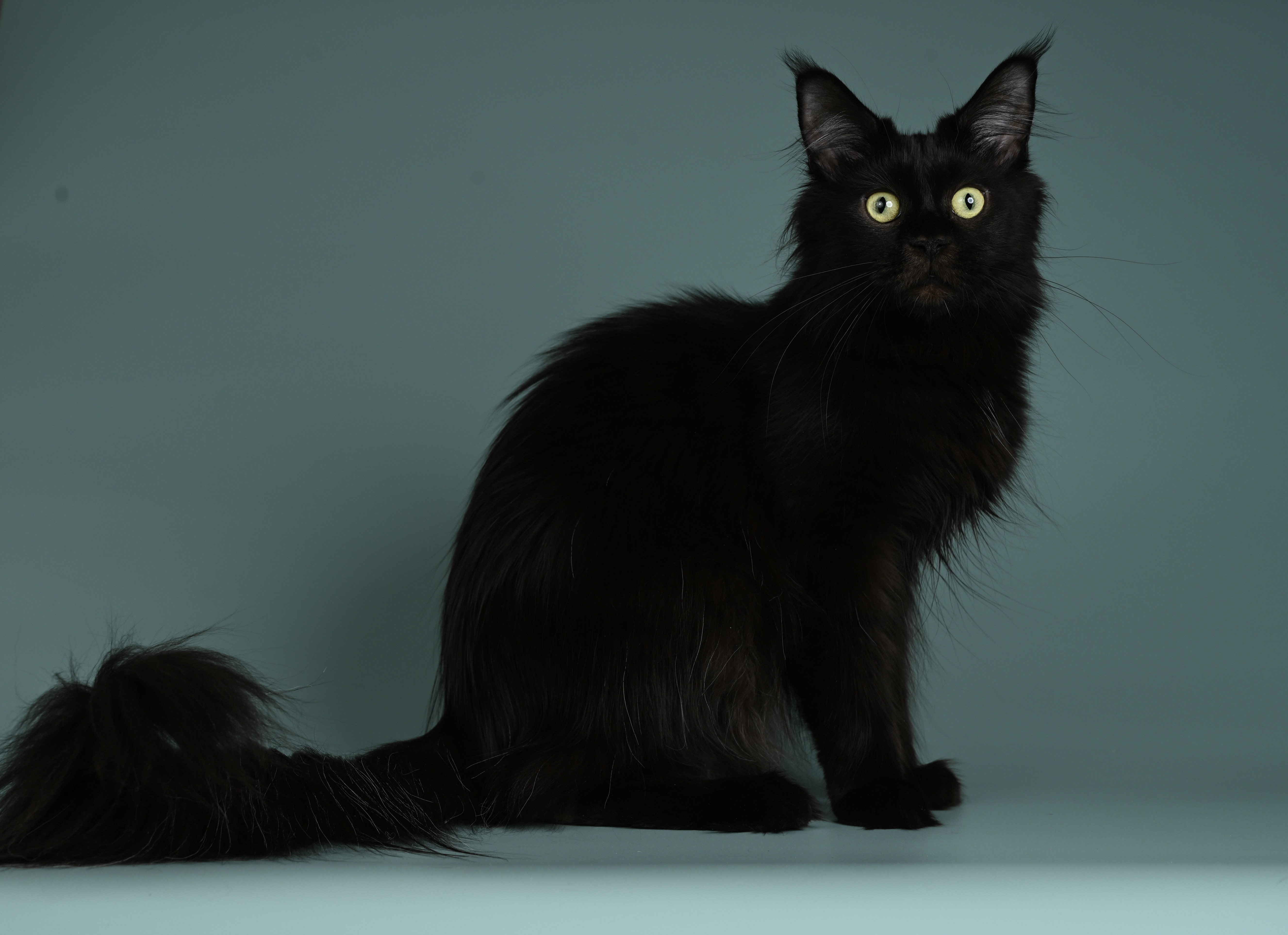 CH. UA*NewJay's Fanfic Yuuki Black Flash