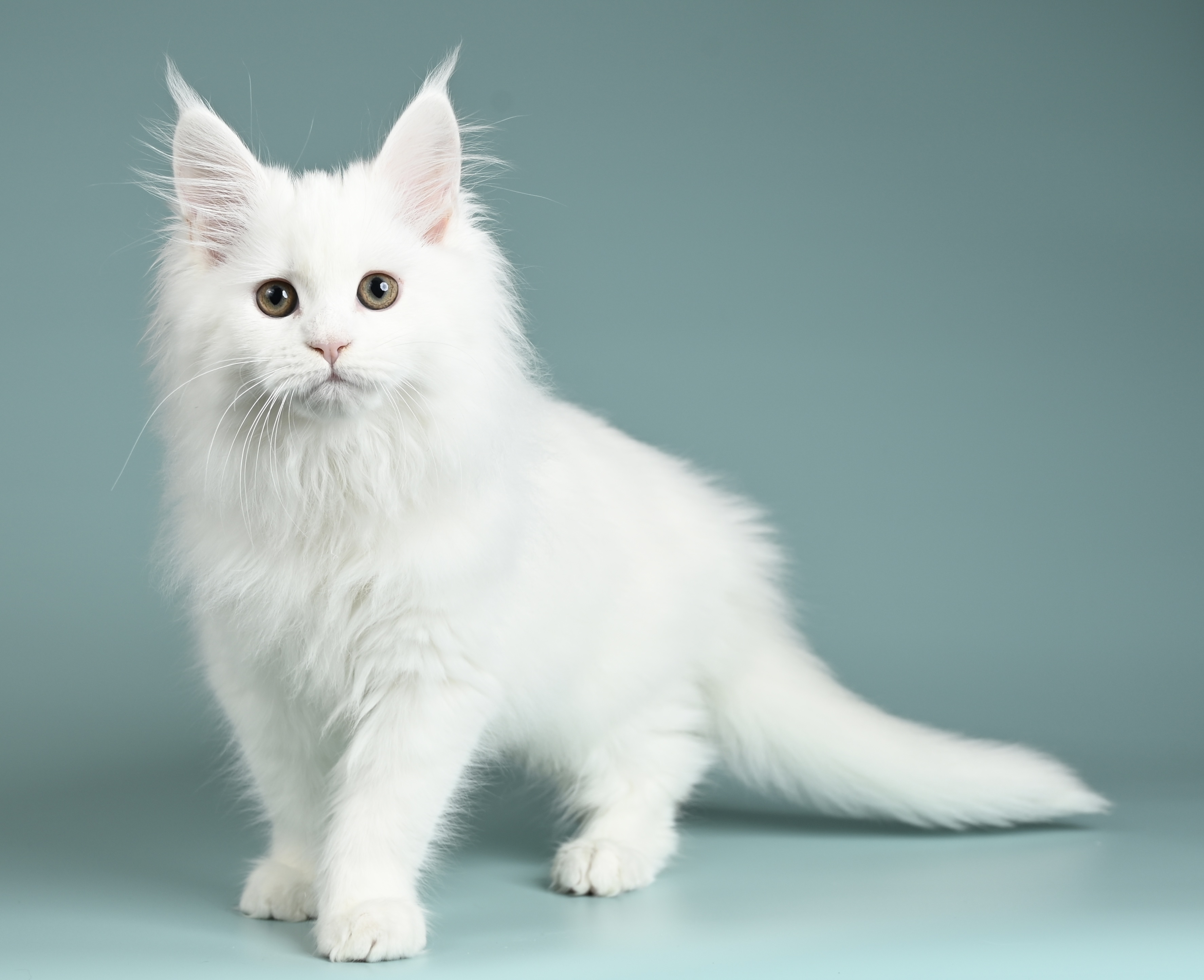 UA*Inkeniro Vers Asuna