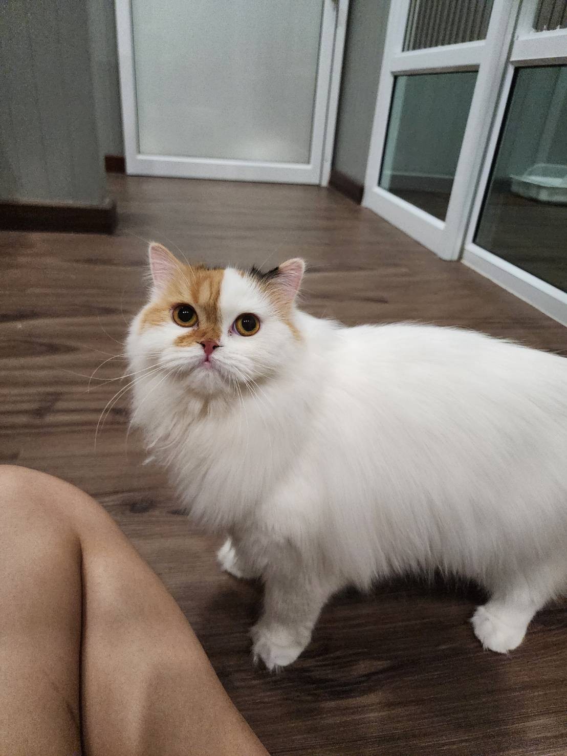 Por Phayak Lady Two Tone