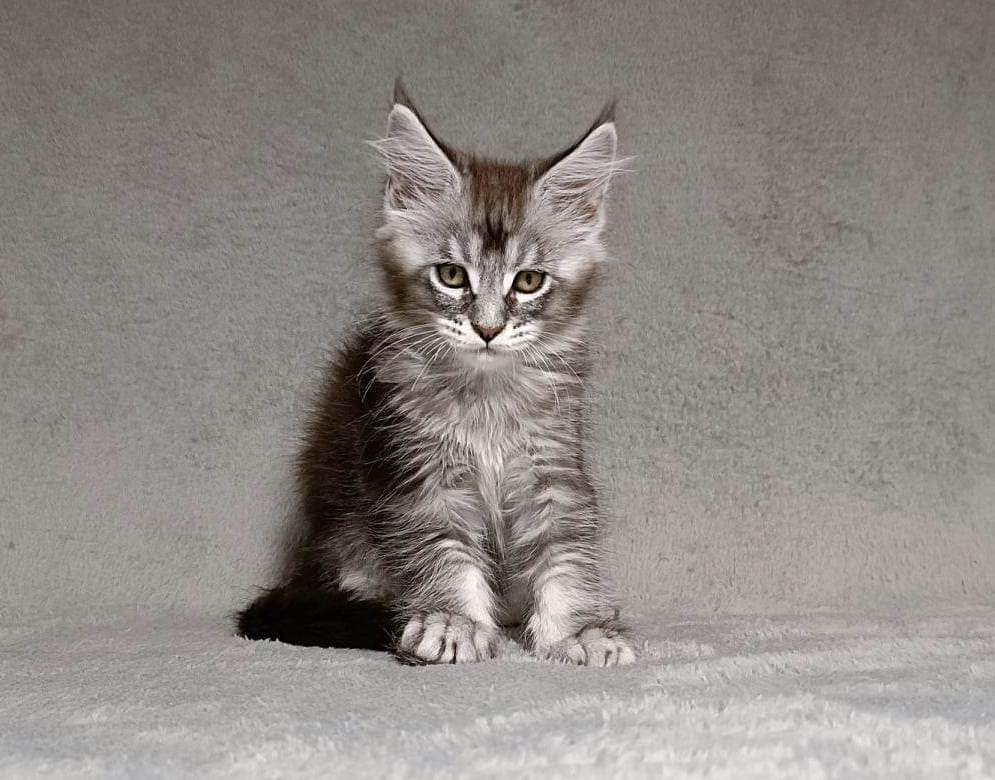 KattButtSniff B’Allie