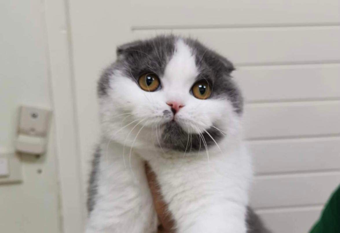 BHARCHAD’S PISTACHIOS