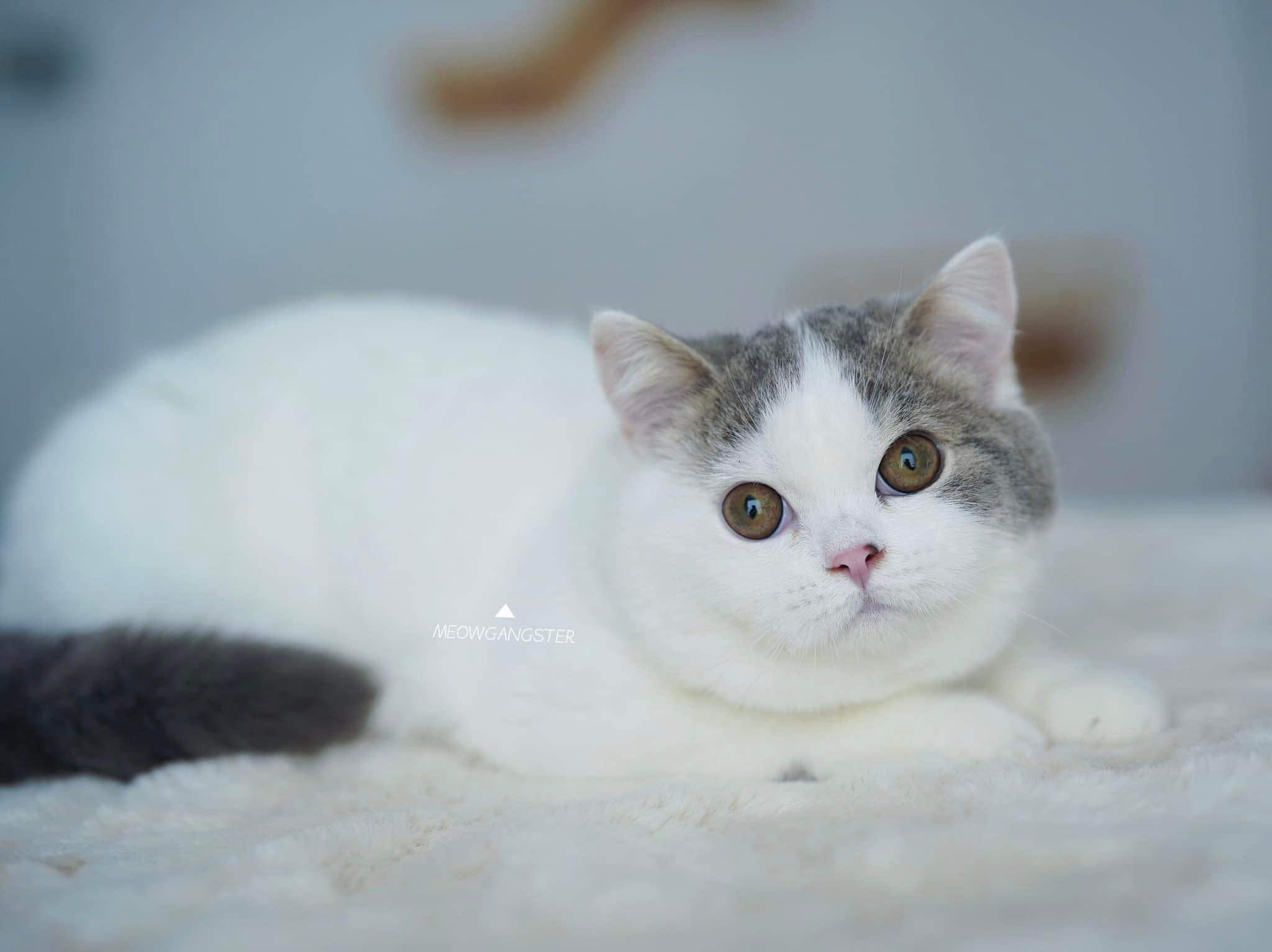 BAANMEOWGANGSTER’S HELLO BILLKIN