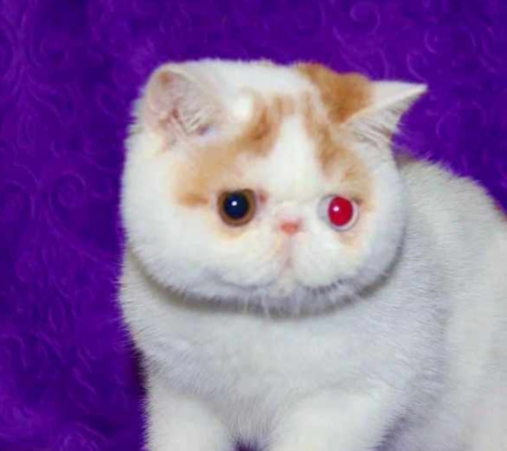 Cryptonite of panicattacks