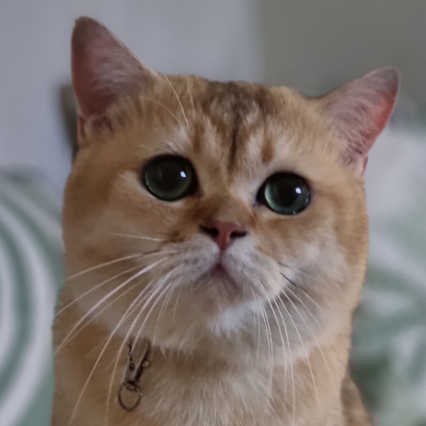 Finn of Red Coats Cattery