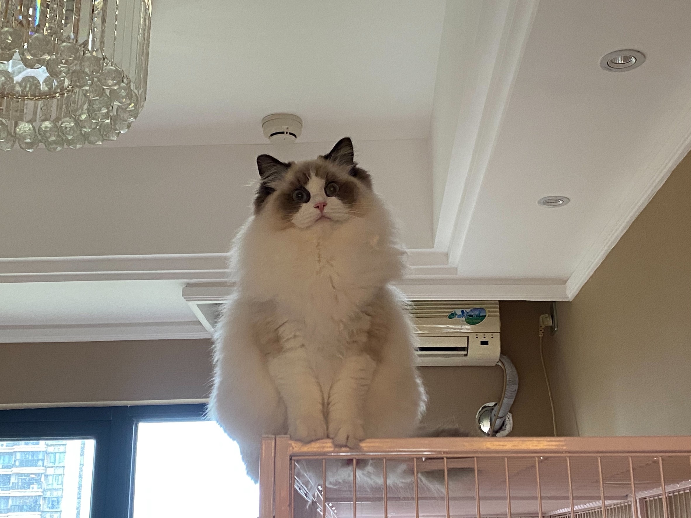 Seaci Cortado of Royalragdoll
