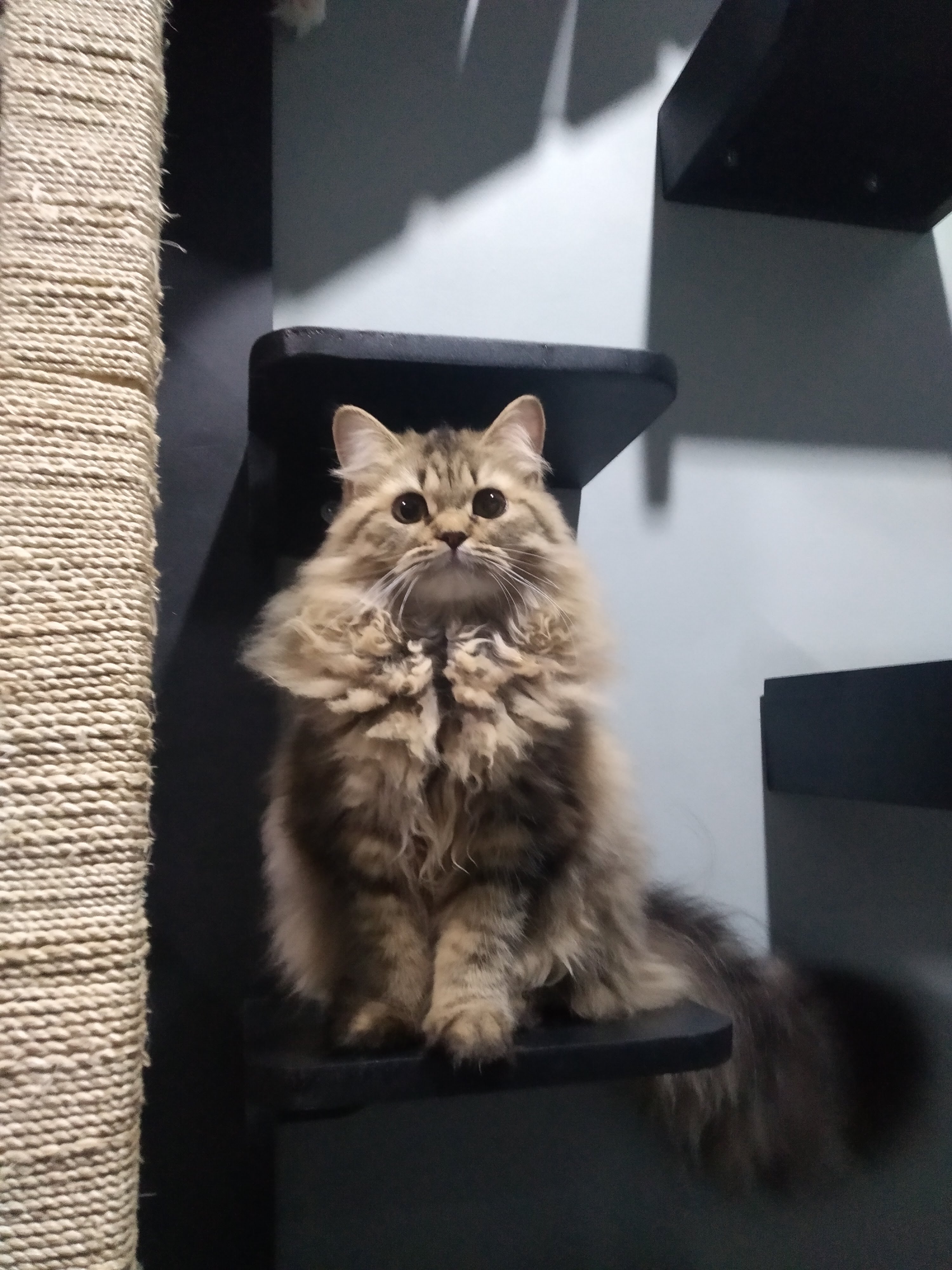 JCH. Dark Shadows Autumn