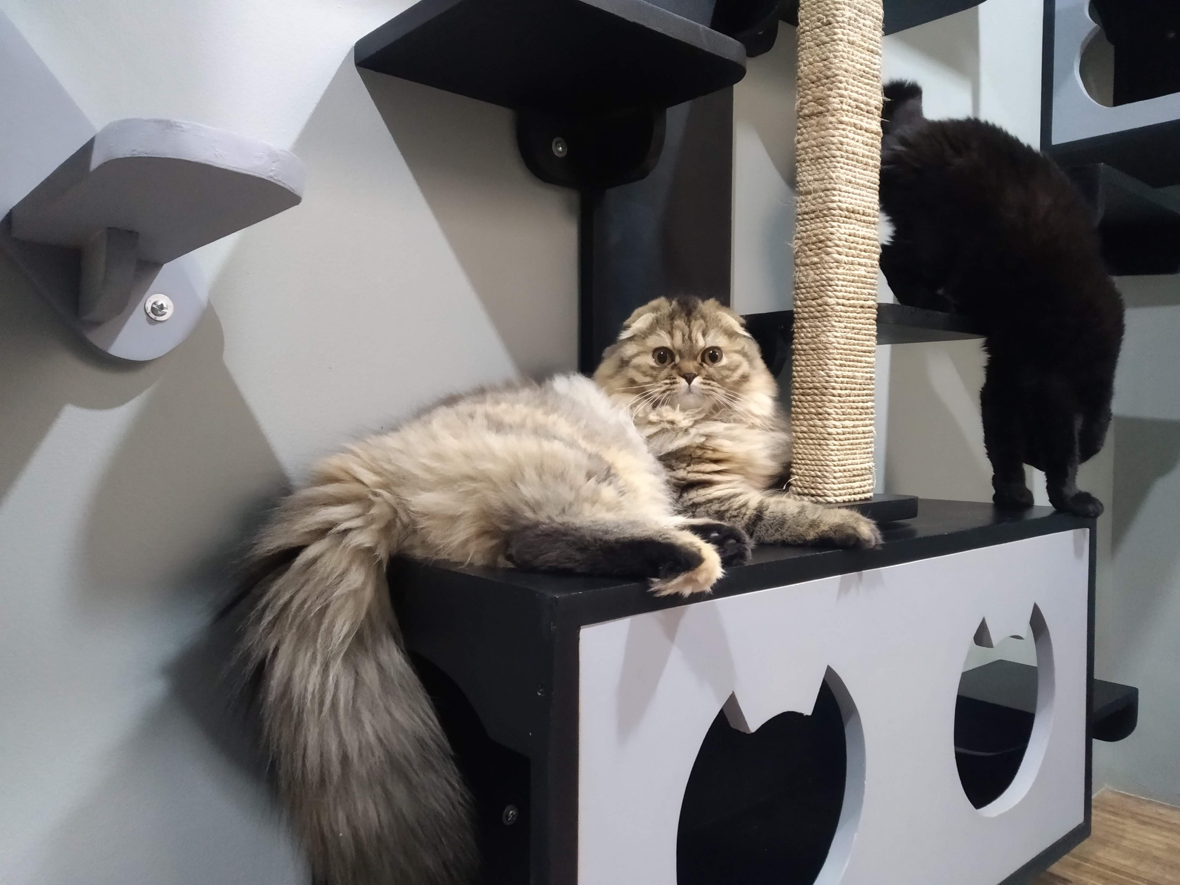 JCH. Dark Shadows Syndra