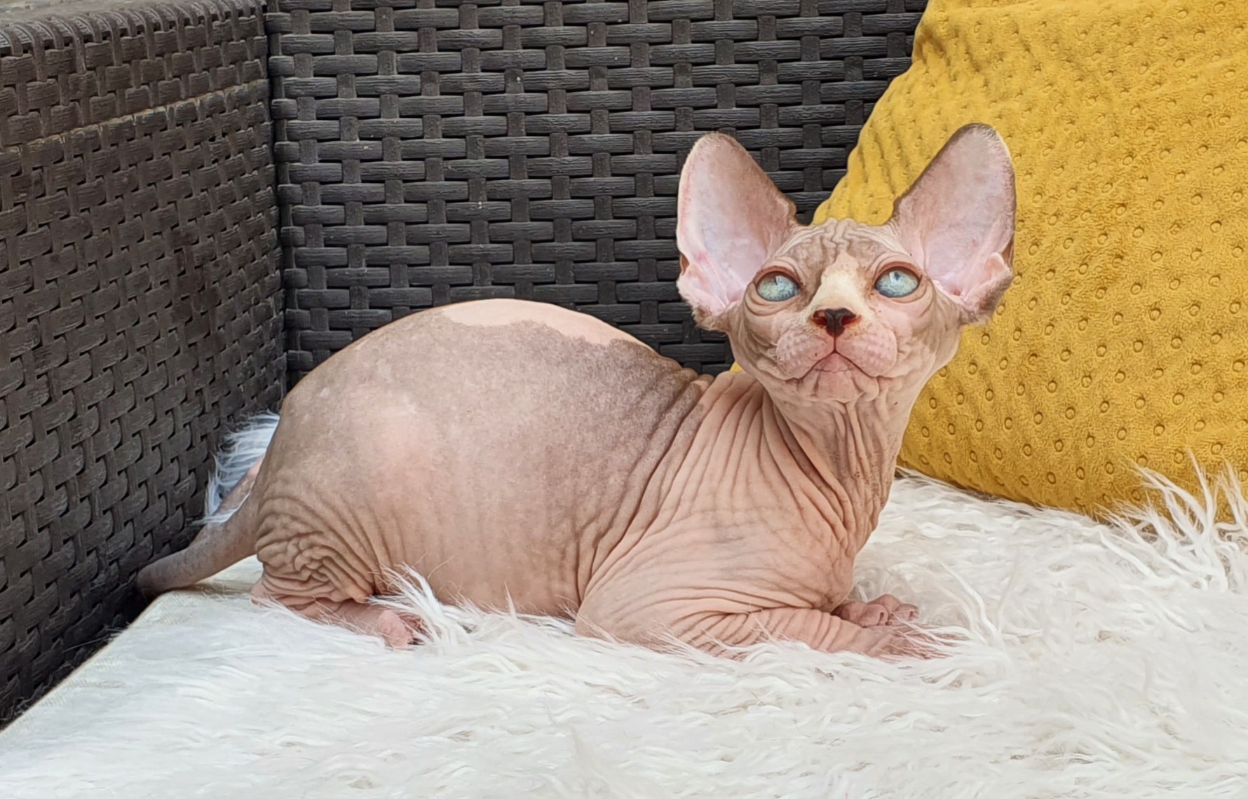 Kat's Haven Tequila Rose