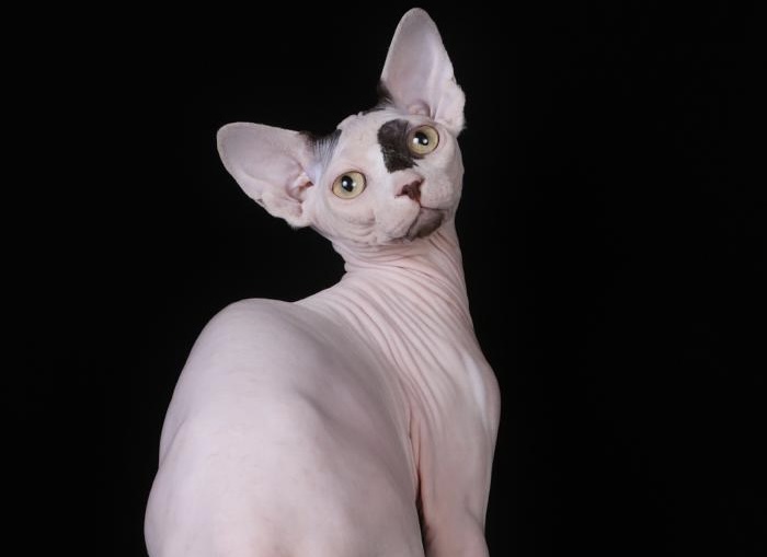 Boris Naked Sharms