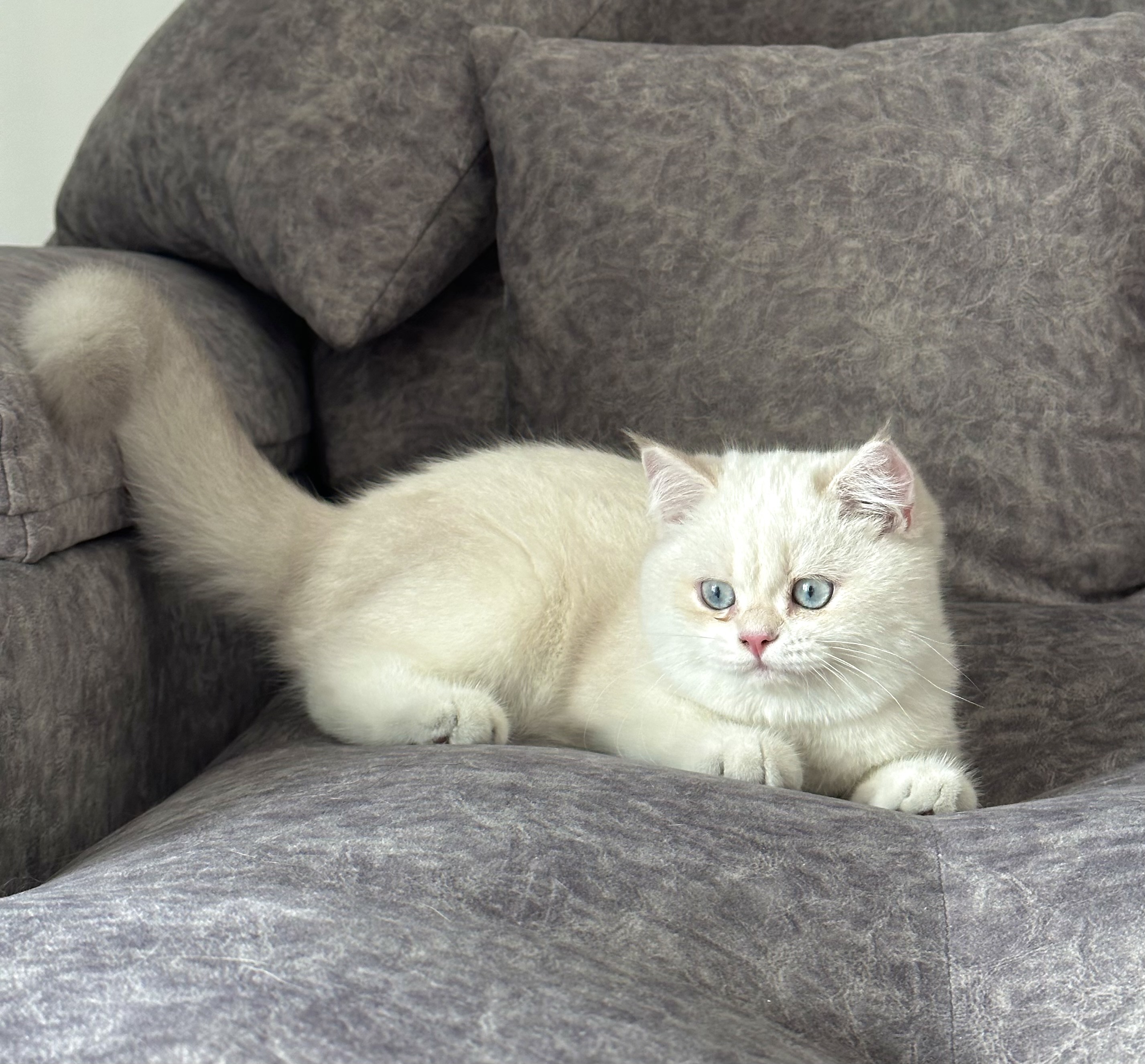 KCH. Hanalulu Happier's Gordon