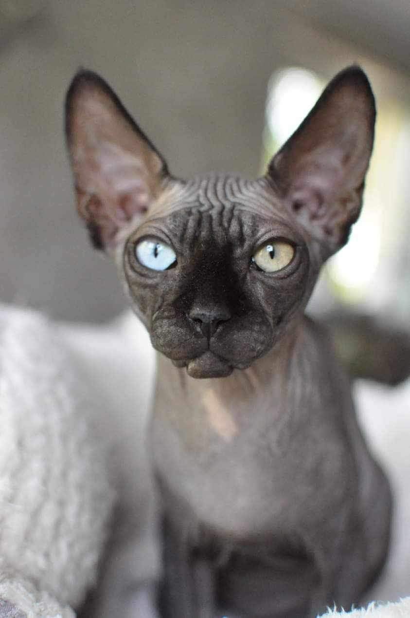 katte frappe my angelana jolie