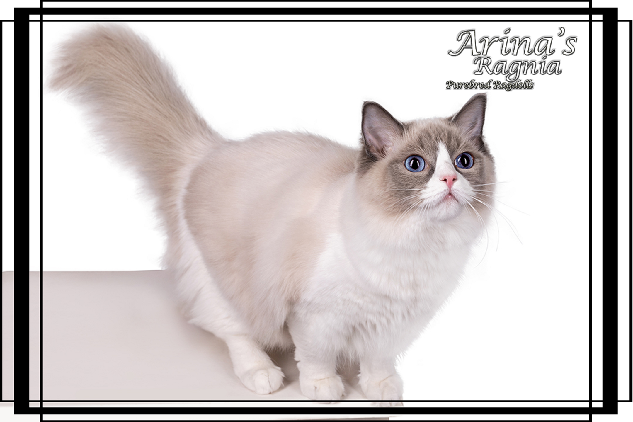 JCH. Hey'Unica Careforpets