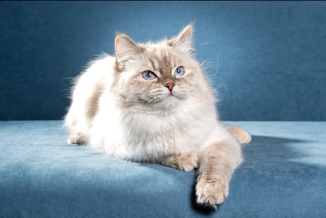 CH. Princess Siberian gift