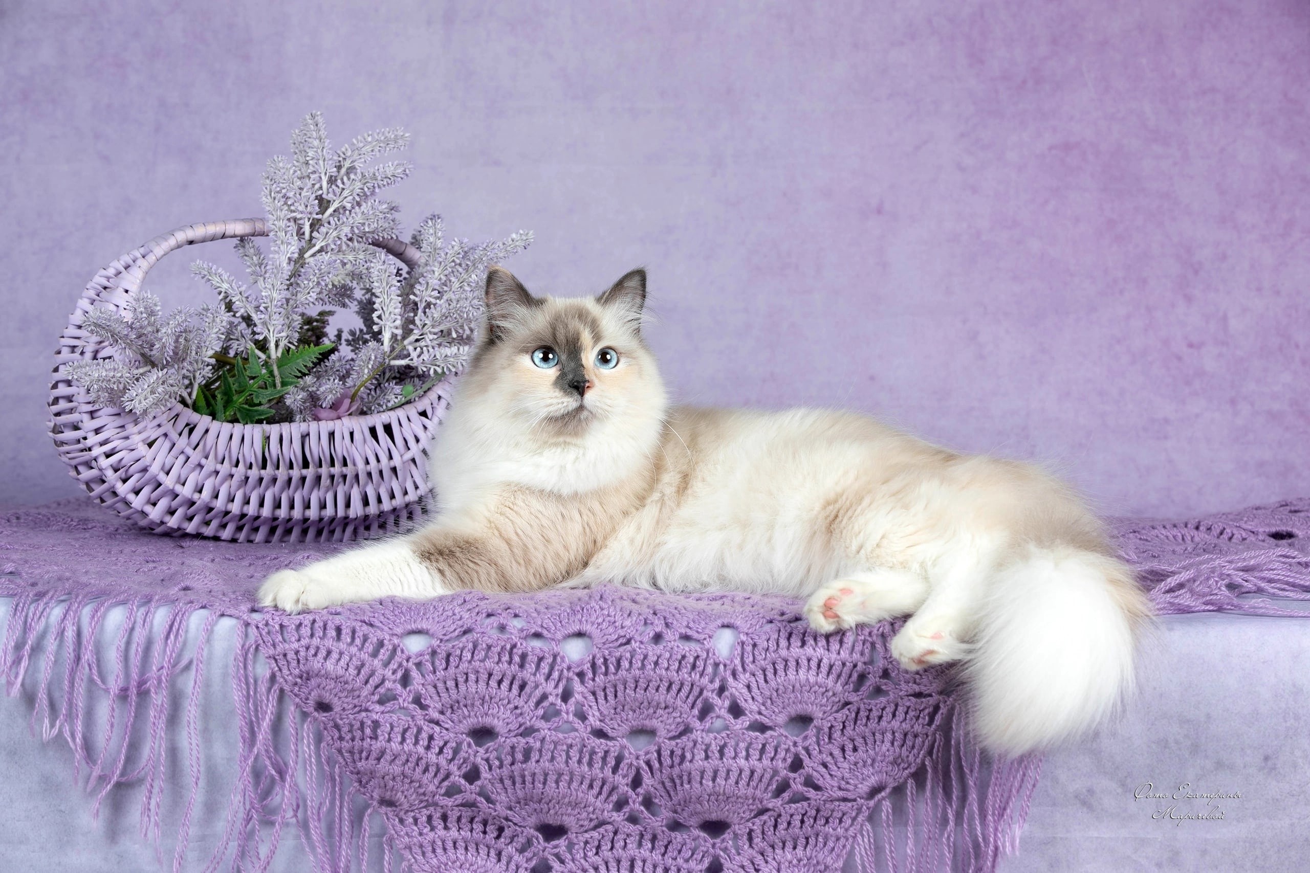 CH. Psholka's Esteli