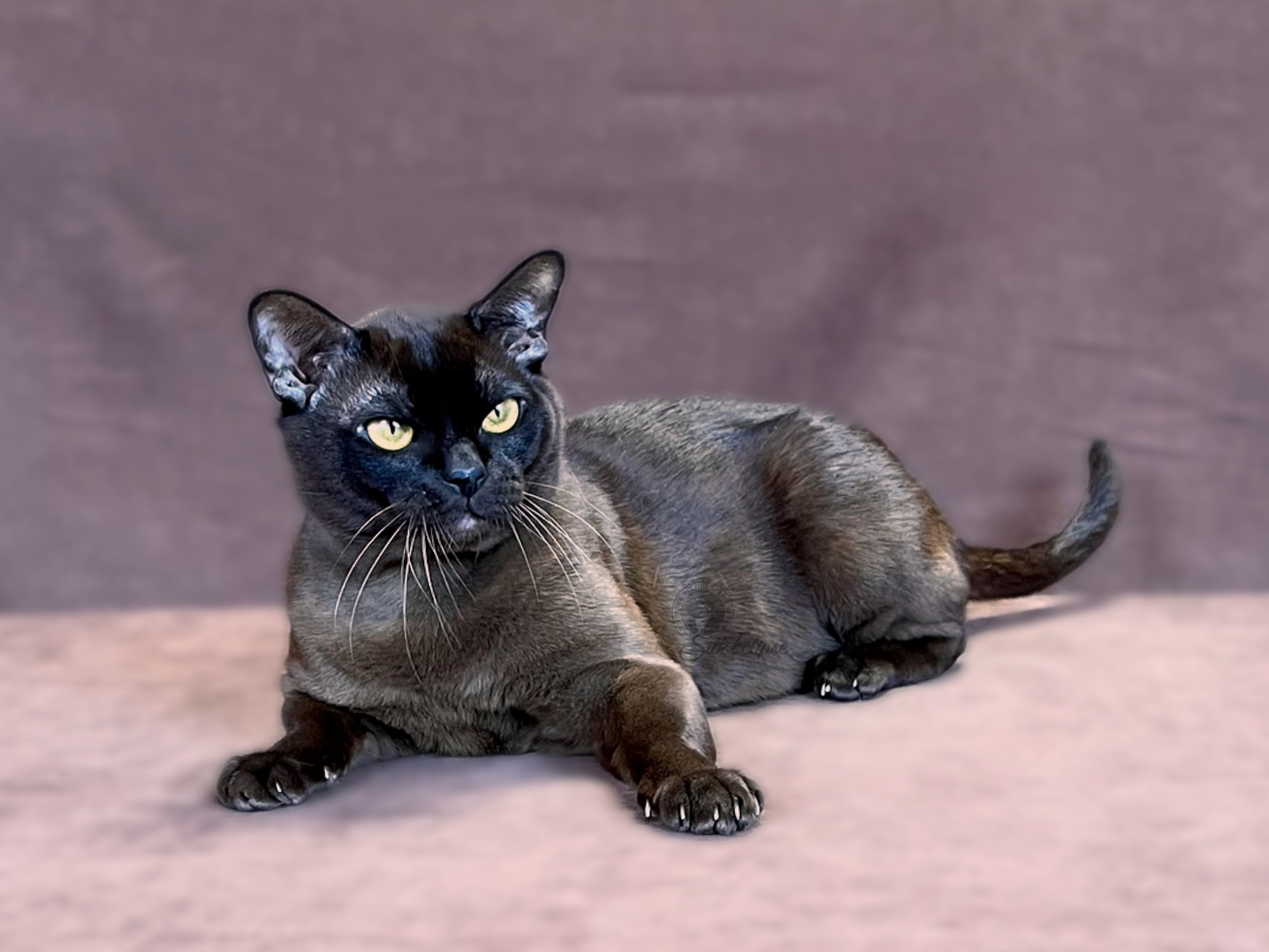 CH. Bruno Silk Eclipse