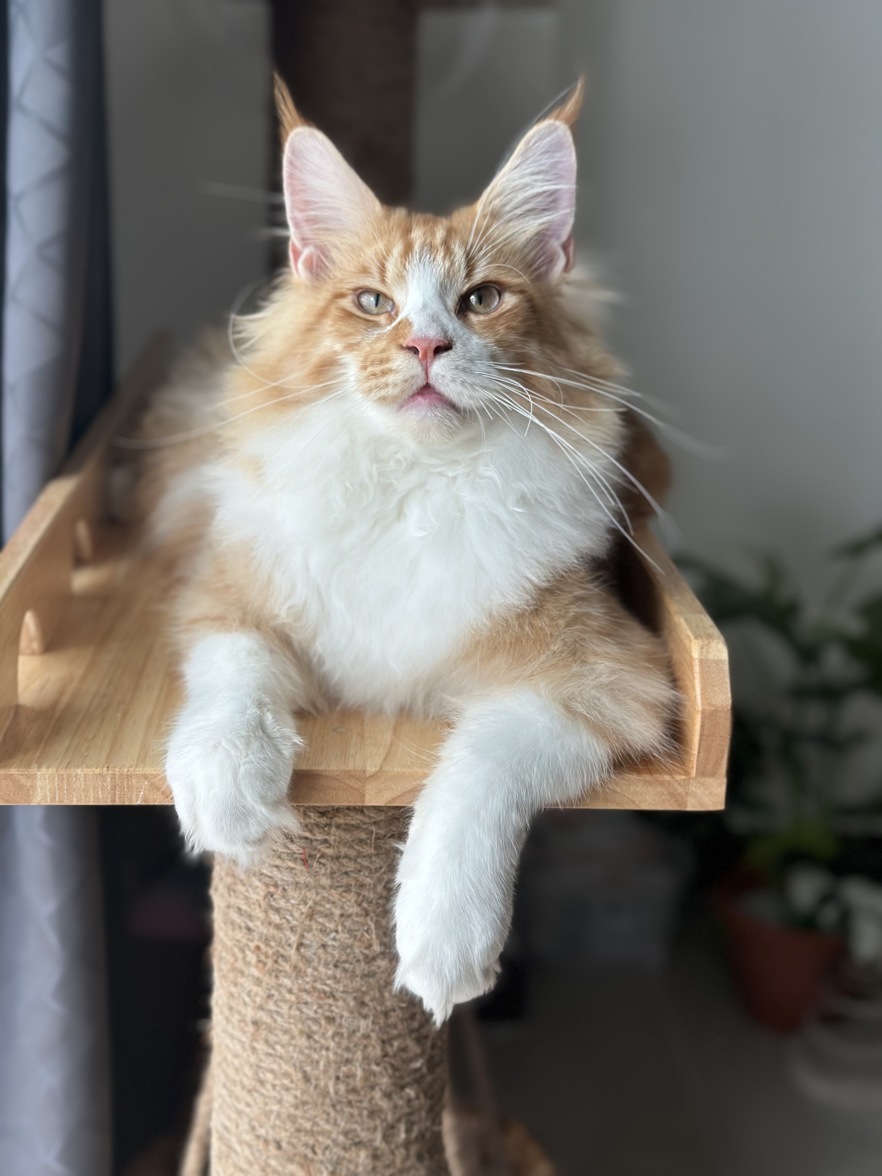 JCH. CJRM.Buddy Tigercooncat*TH
