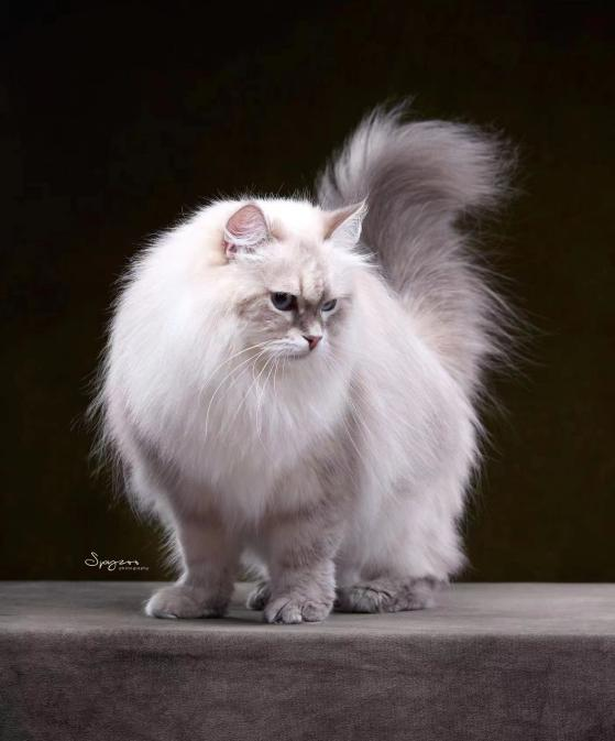 CH. jiujiu