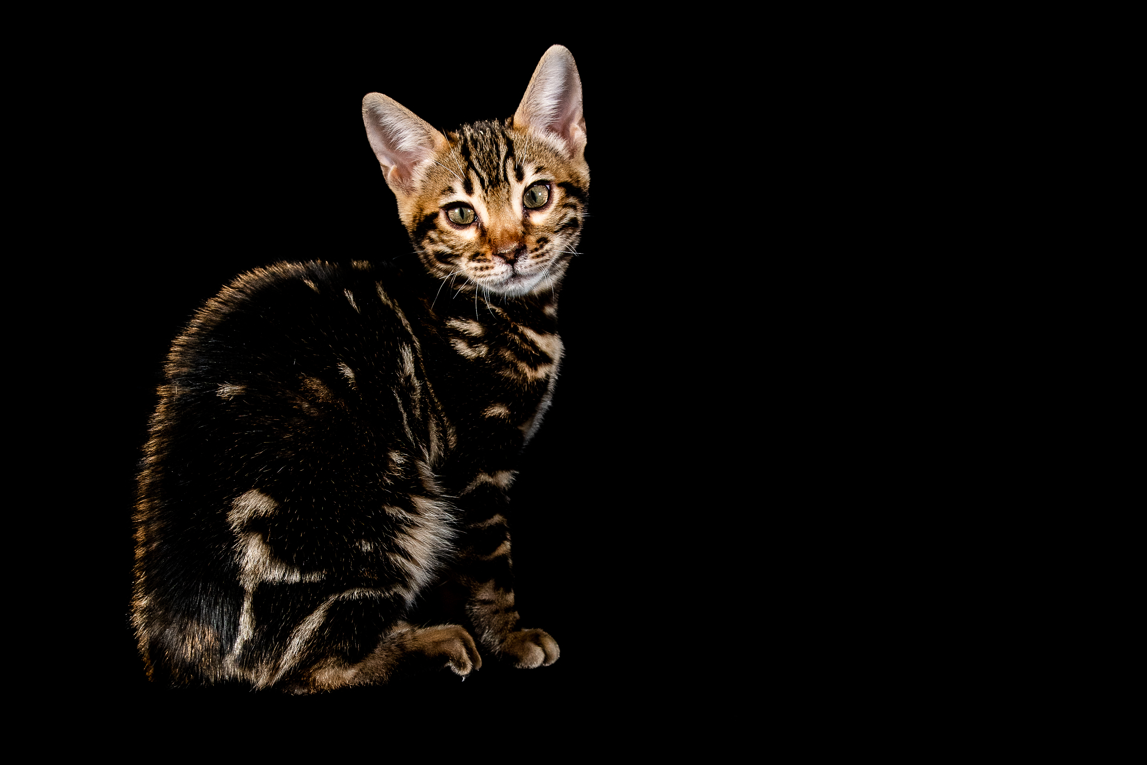 JCH. Panter Bengascolo