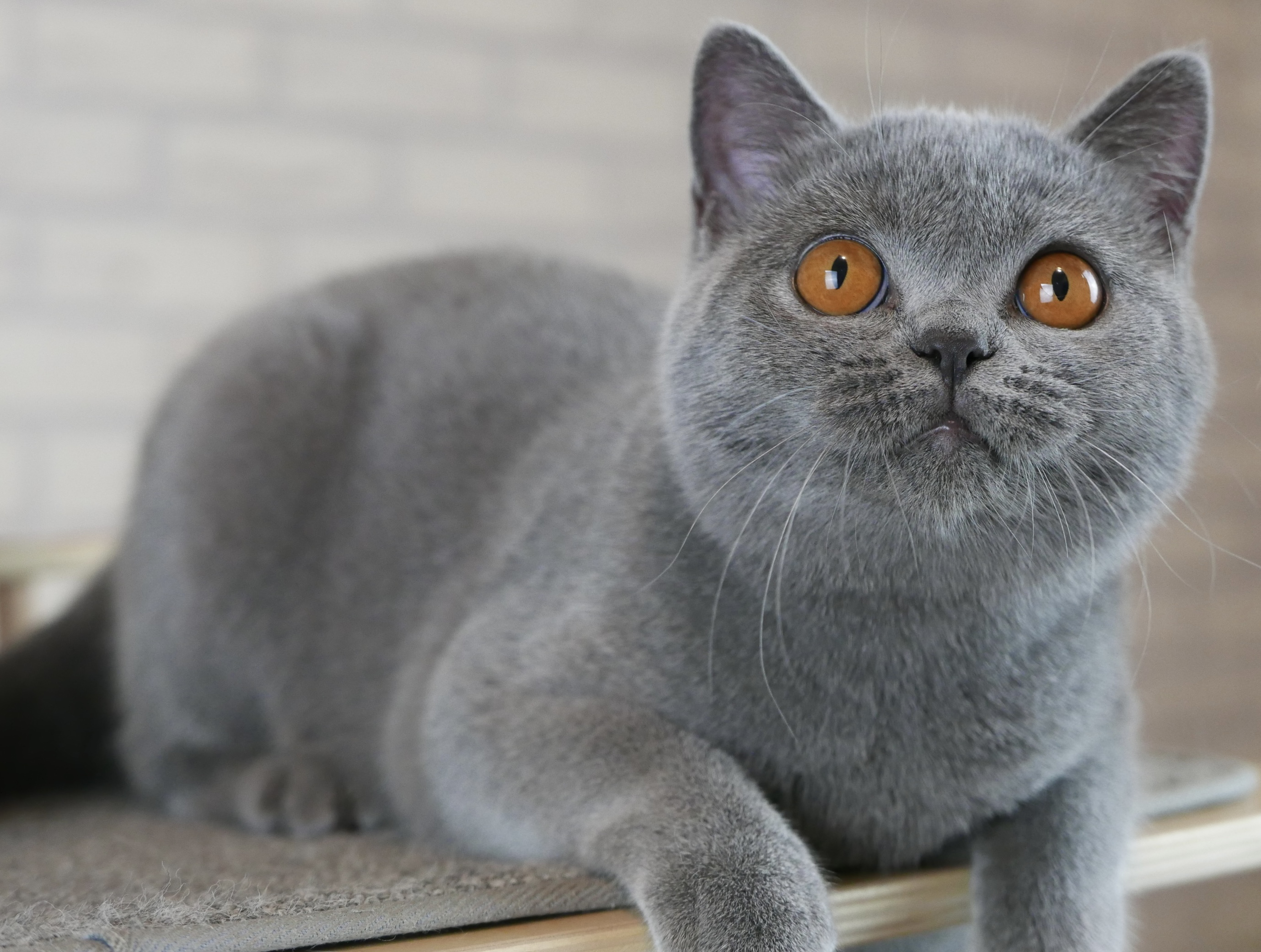 Chester Goodboy Barbie