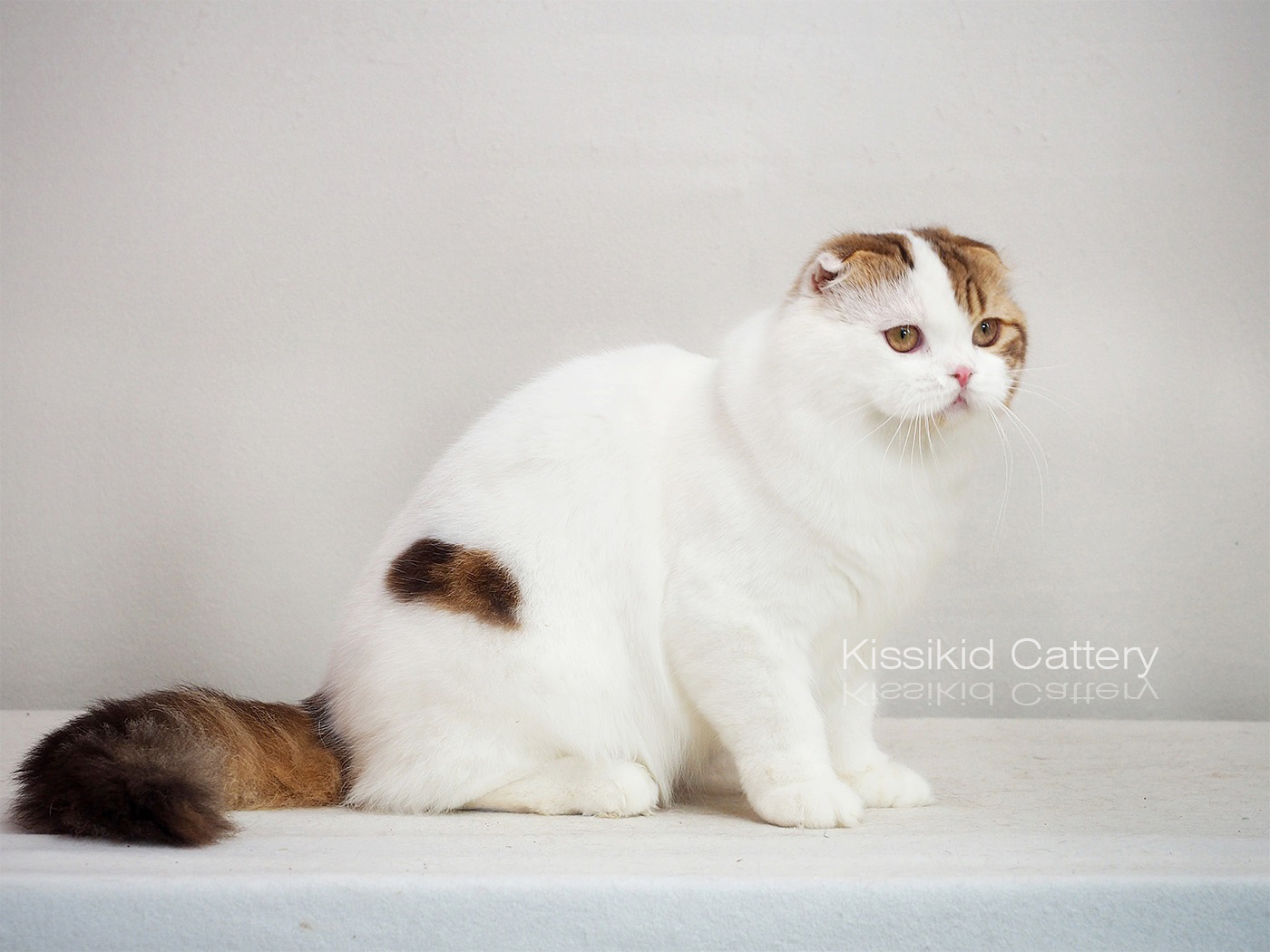 Kissikid's Item Peter