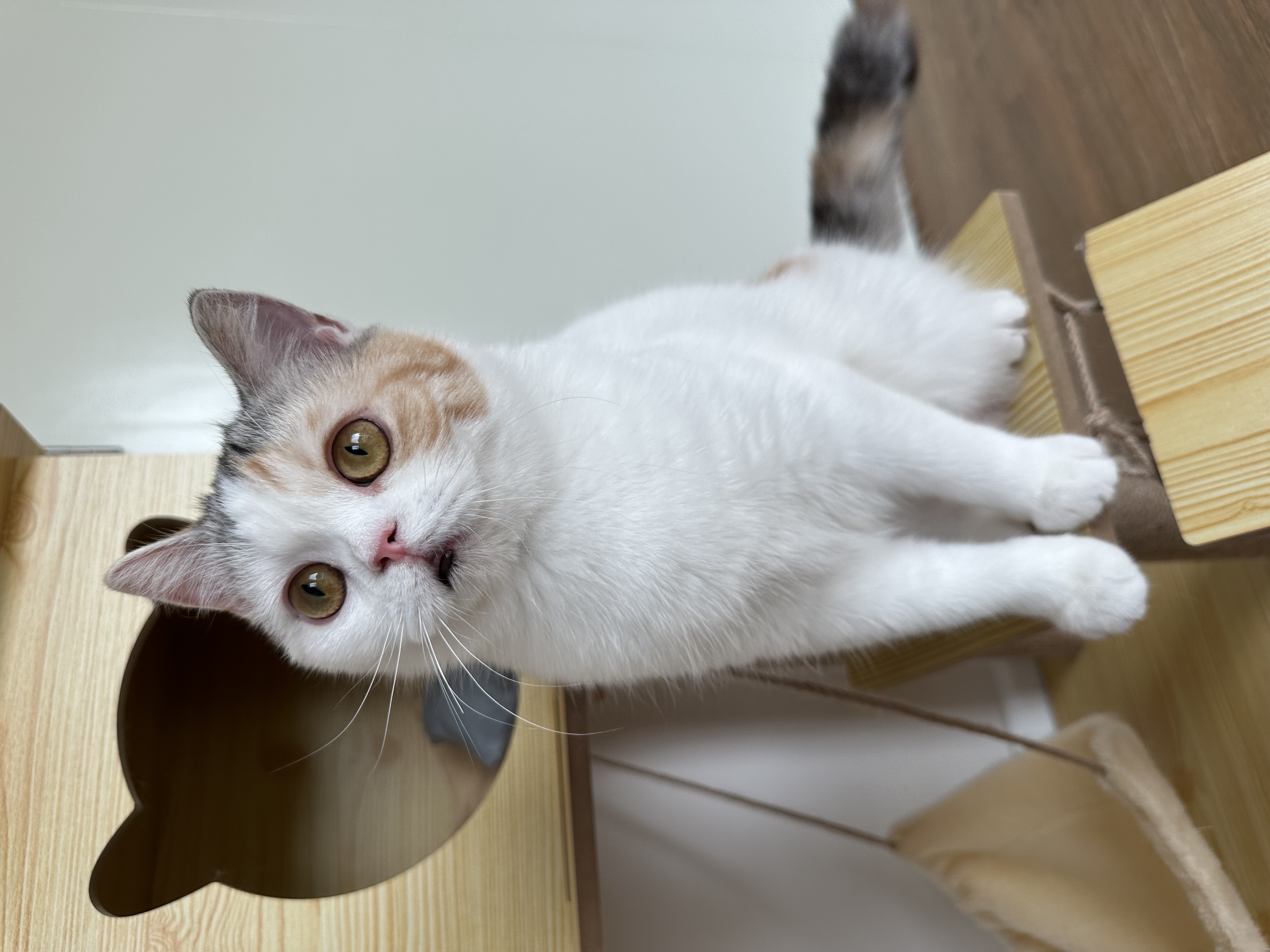 Sundemorning Camellia Bloom