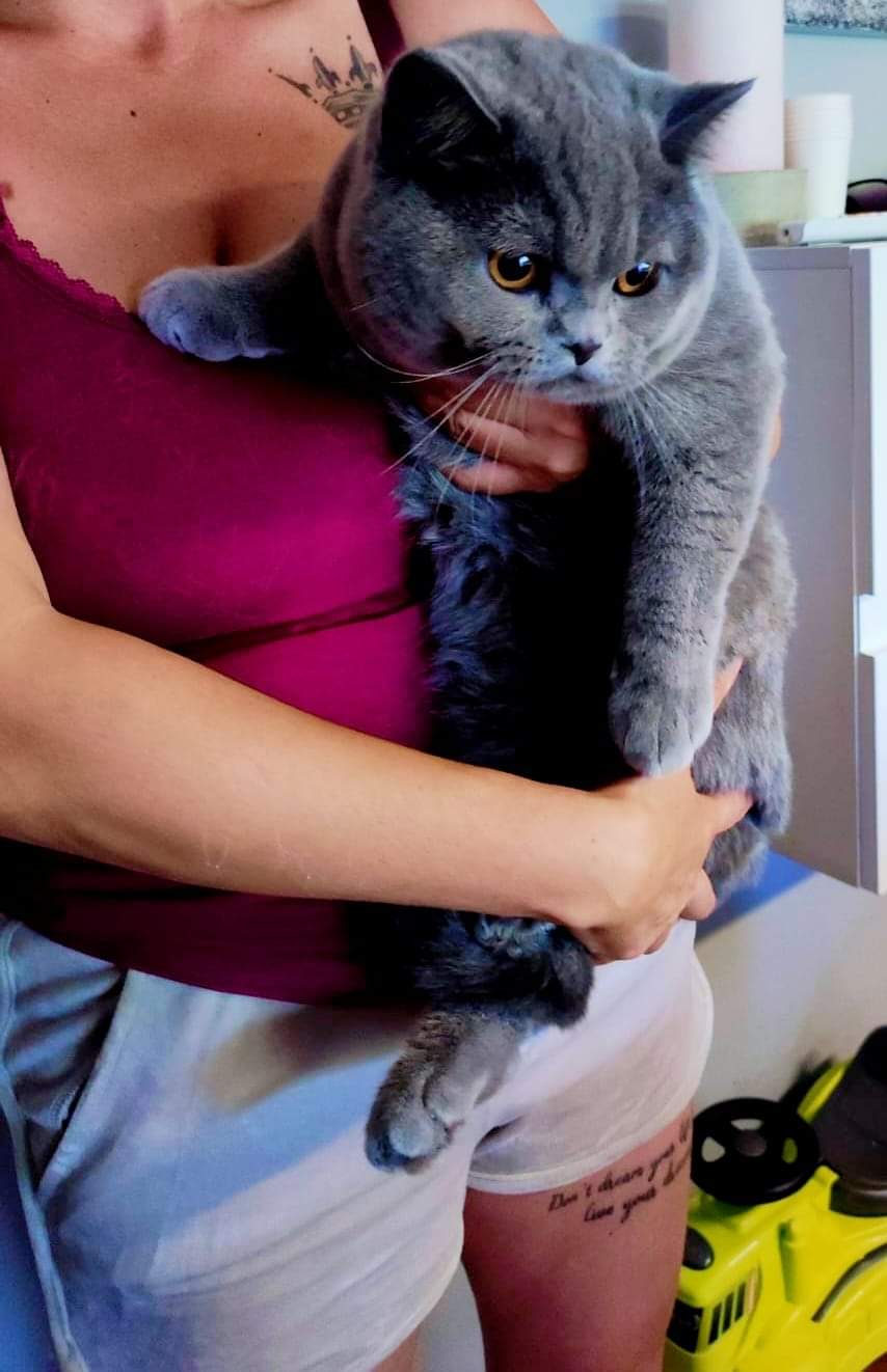 KCH. Elvin Royal Flush*HR