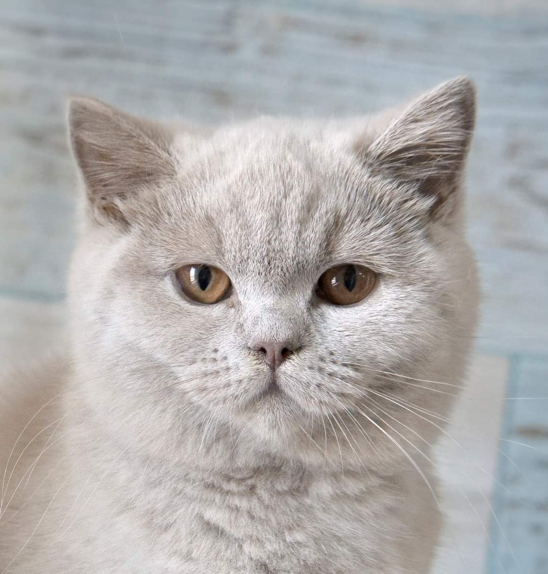 BG*Lady Gaga Fantasy Avalon