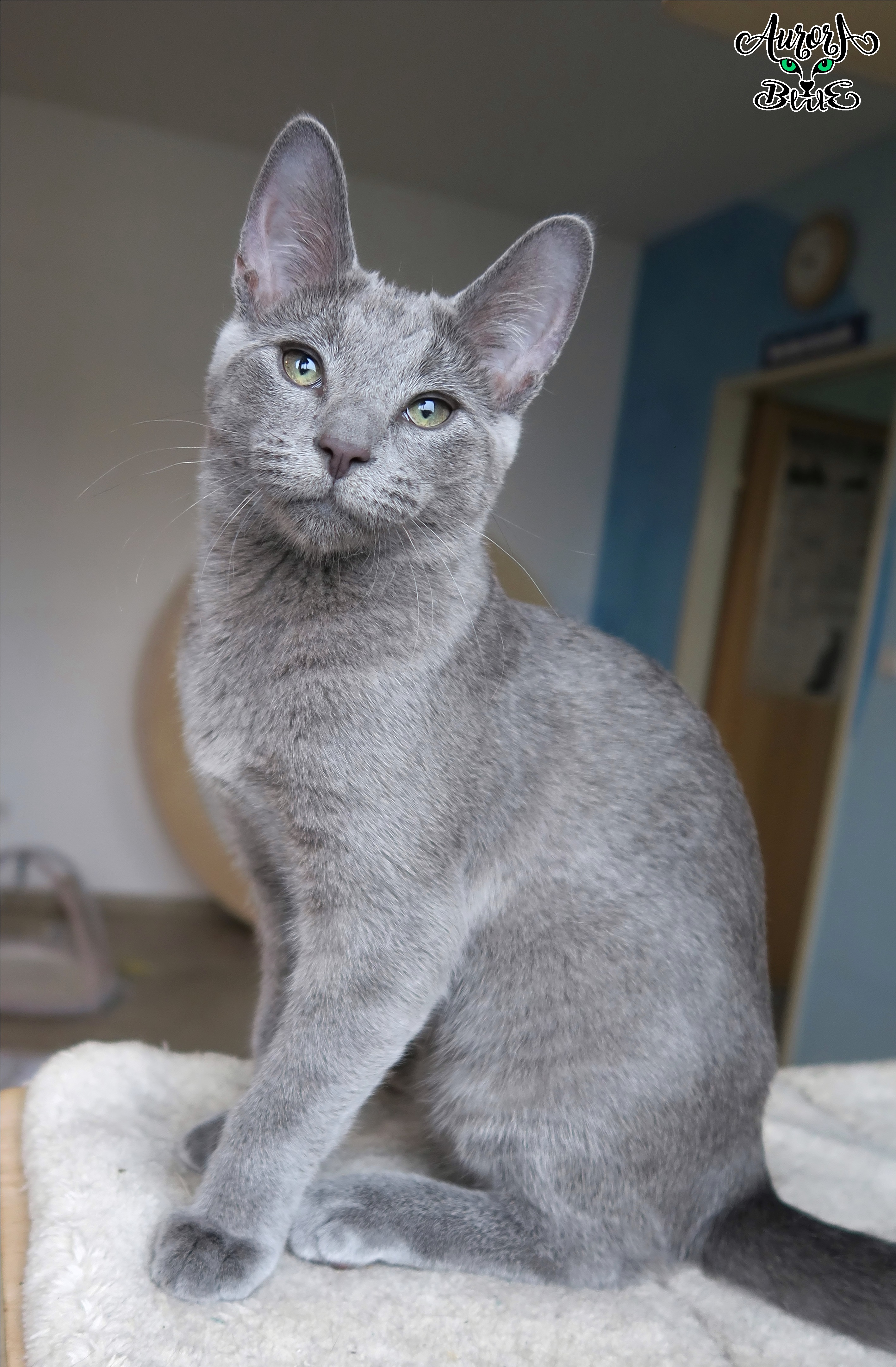 CH. Aurora Blue Coco Solovna