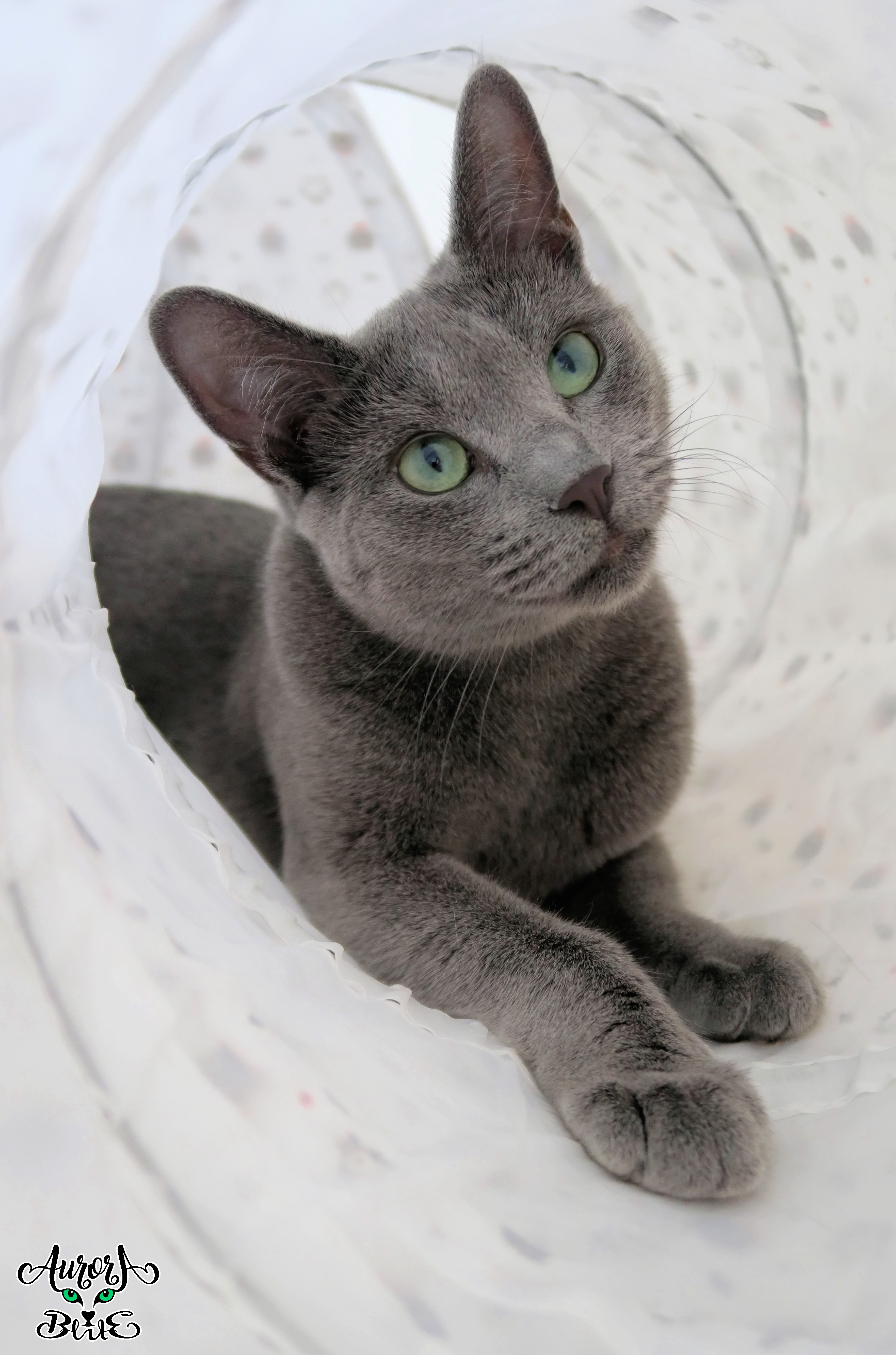 CH. Aurora Blue Baroness Biskvitovna