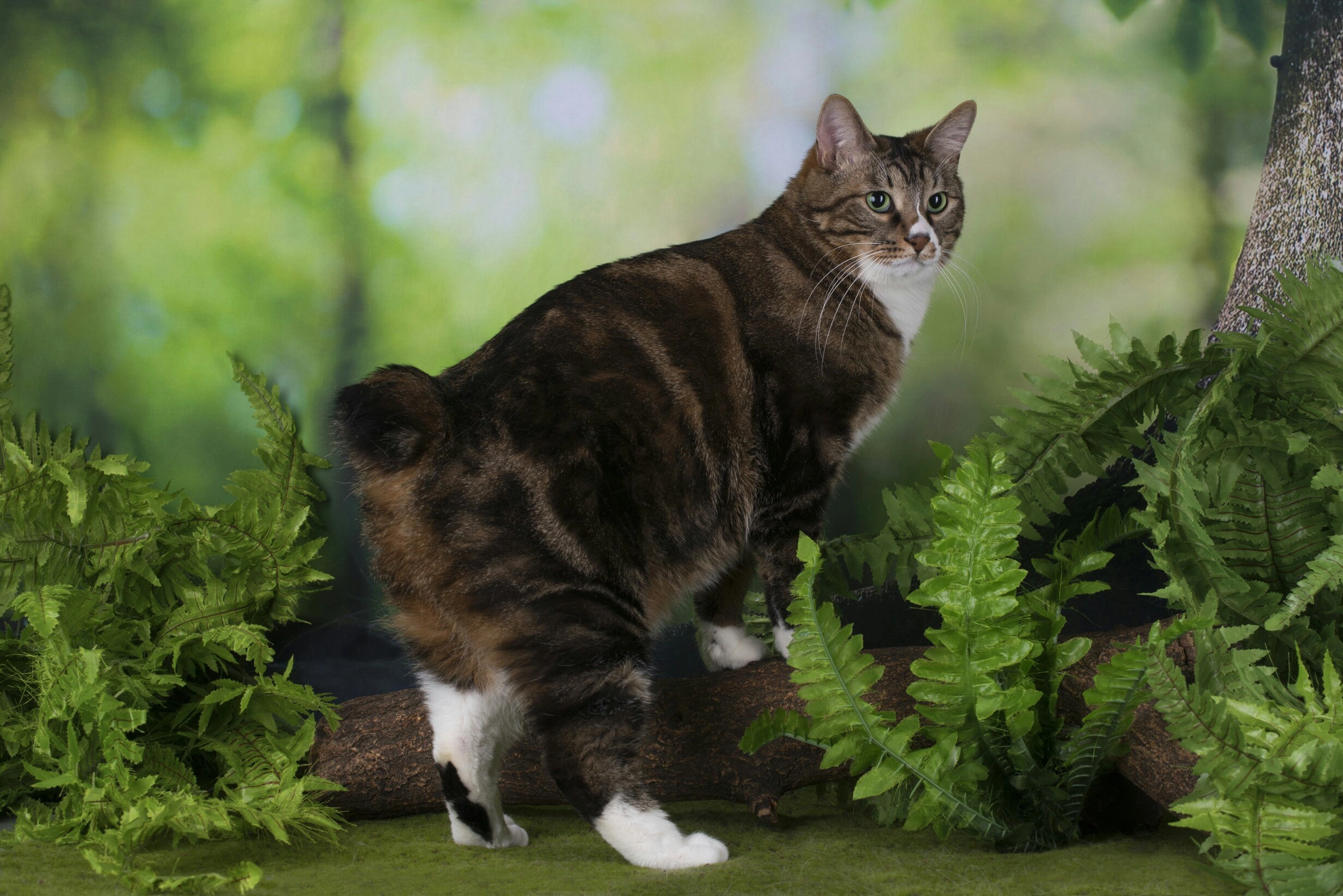 Master, WPR. Don Bass